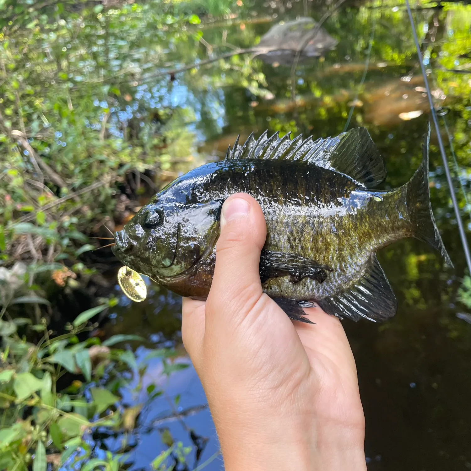 Bluegill caught on Fishbrain