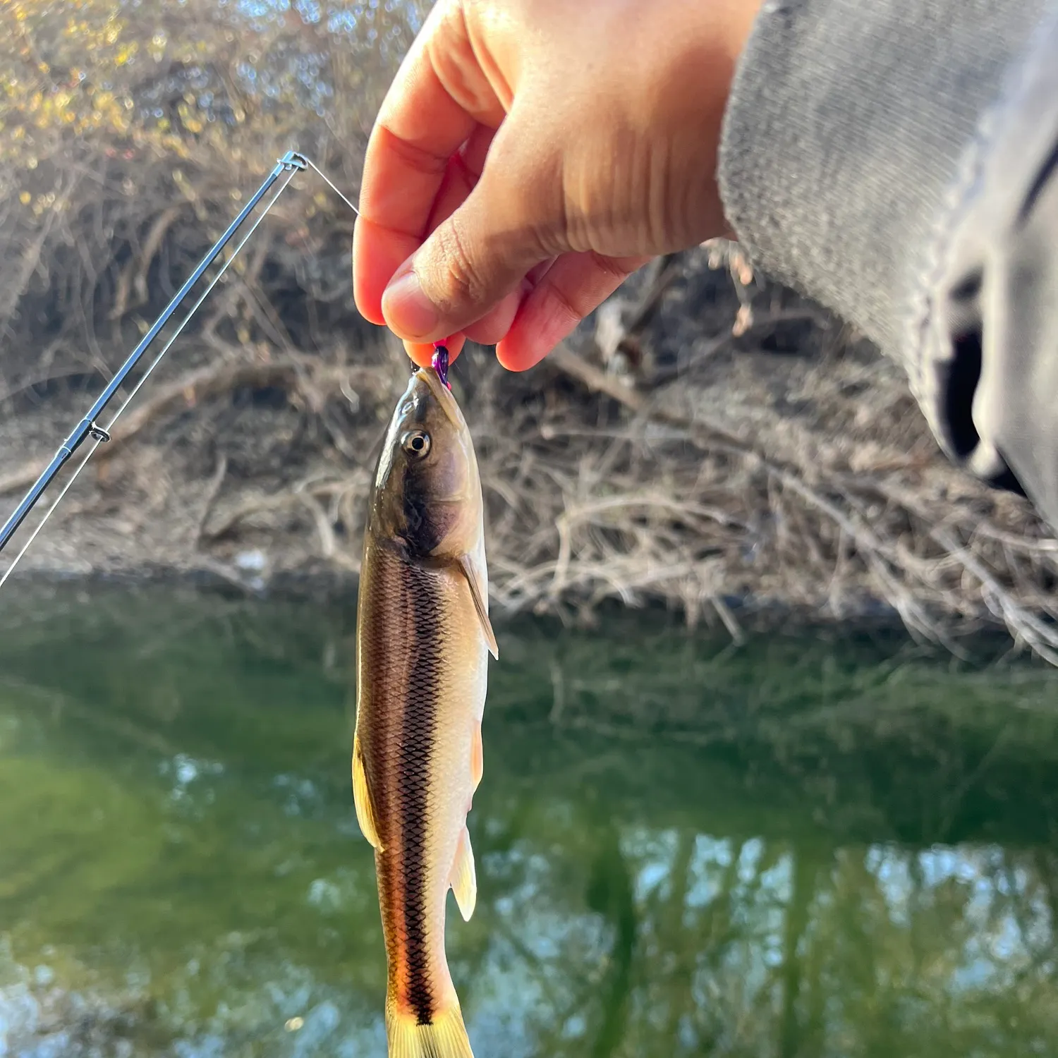 The most recent Creek chub catches on Fishbrain