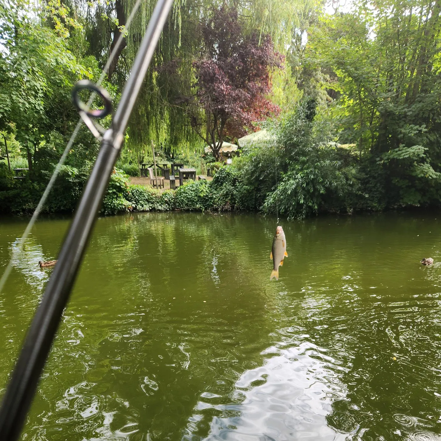 The most recent European chub catches on Fishbrain