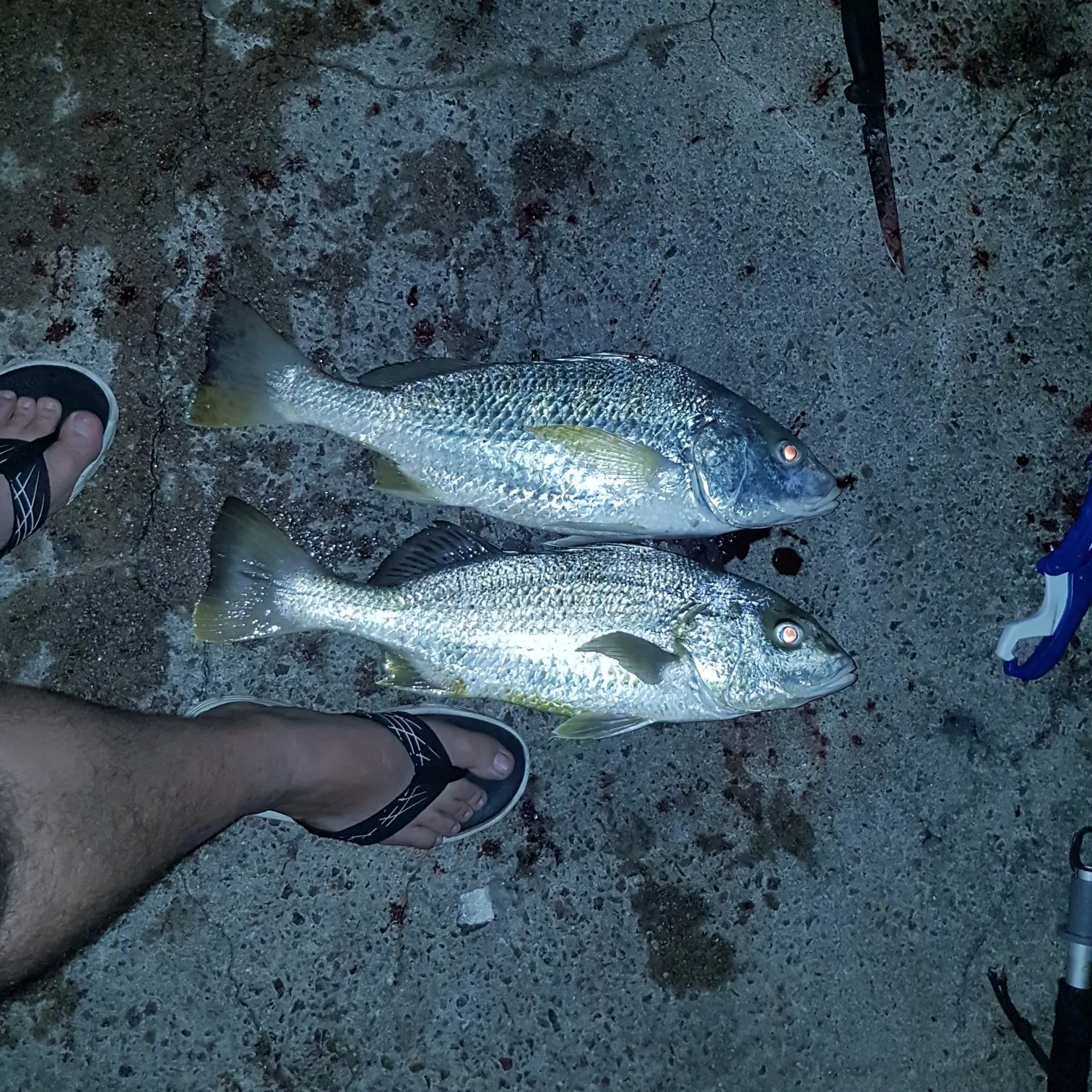 recently logged catches