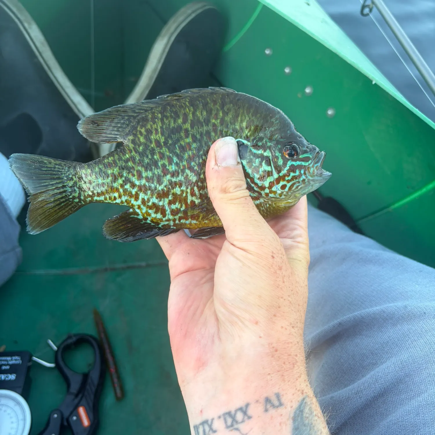 recently logged catches