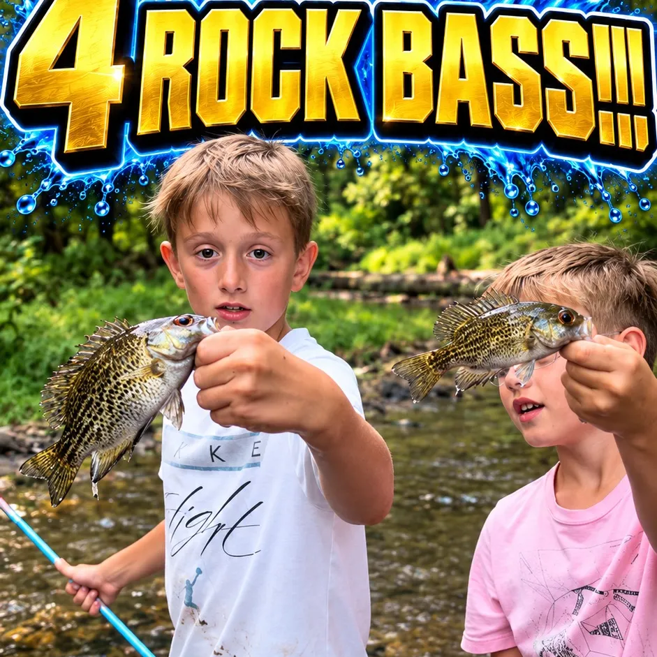 Rock bass caught on Fishbrain