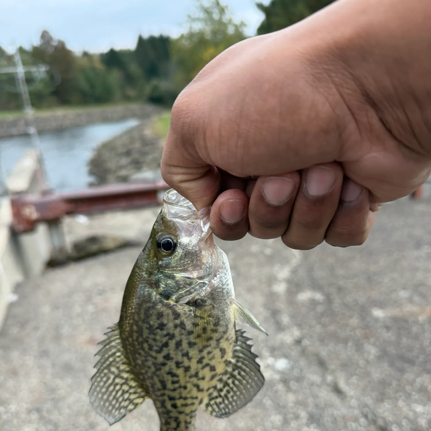 Black crappie caught on Fishbrain