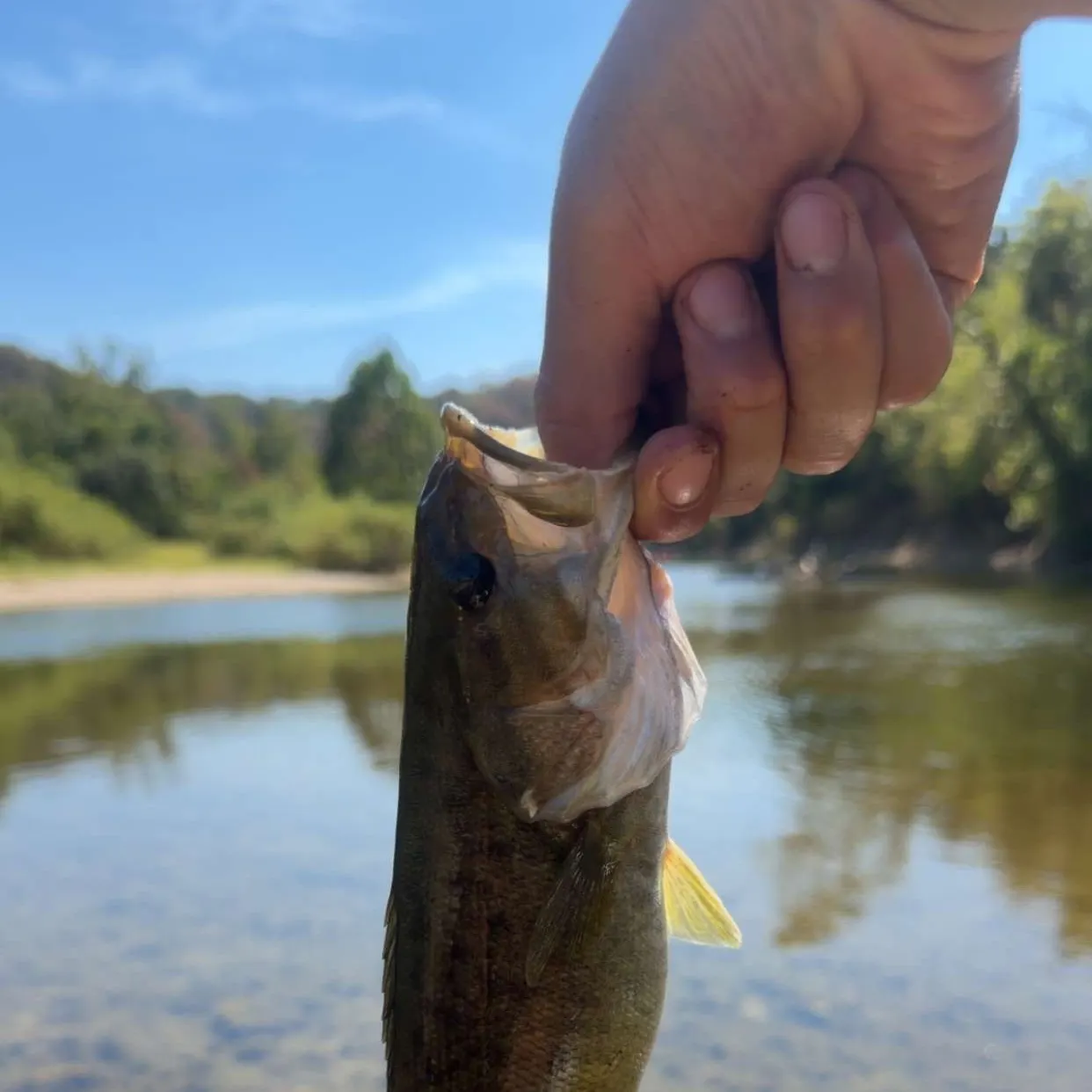 Smallmouth bass caught on Fishbrain