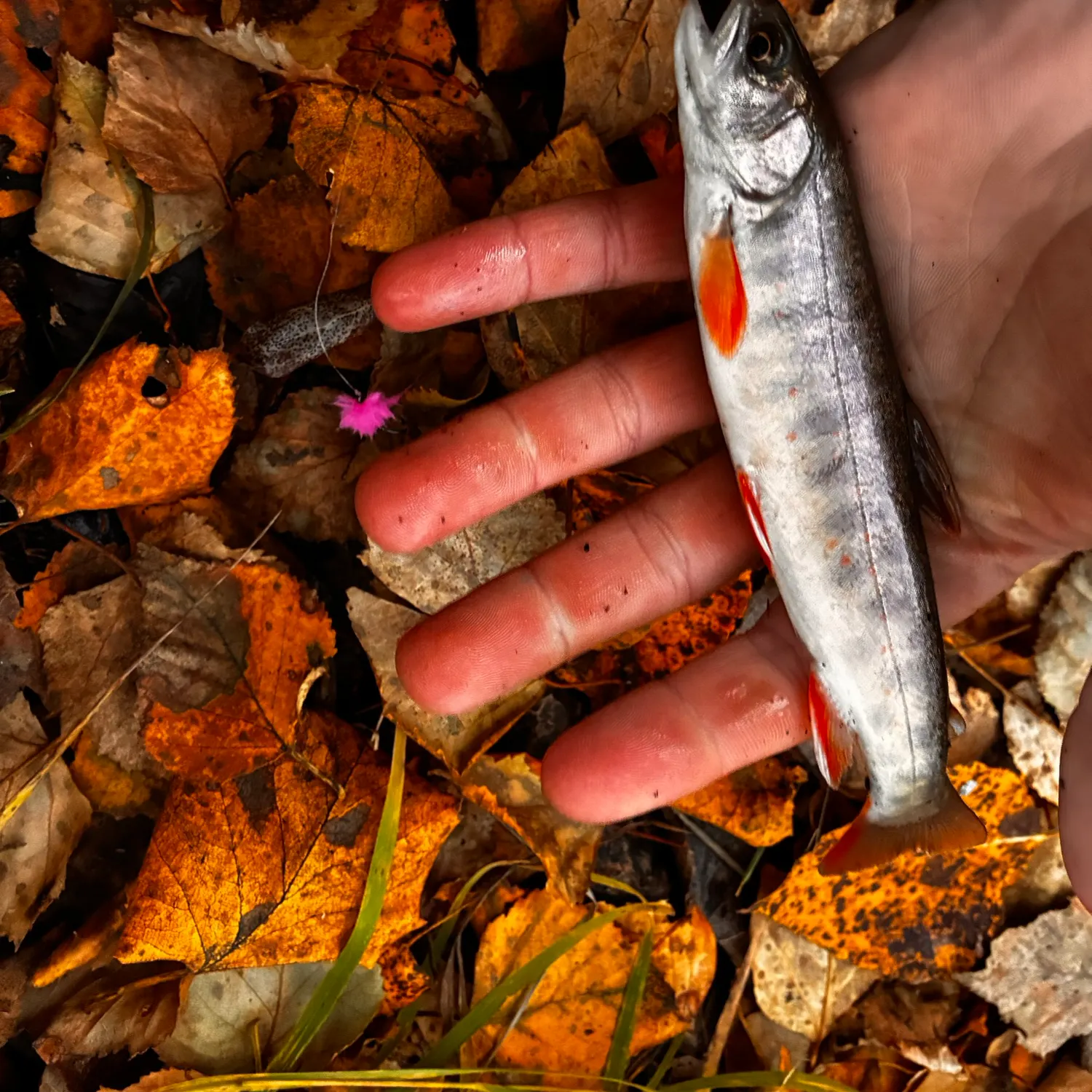 Dolly varden caught on Fishbrain