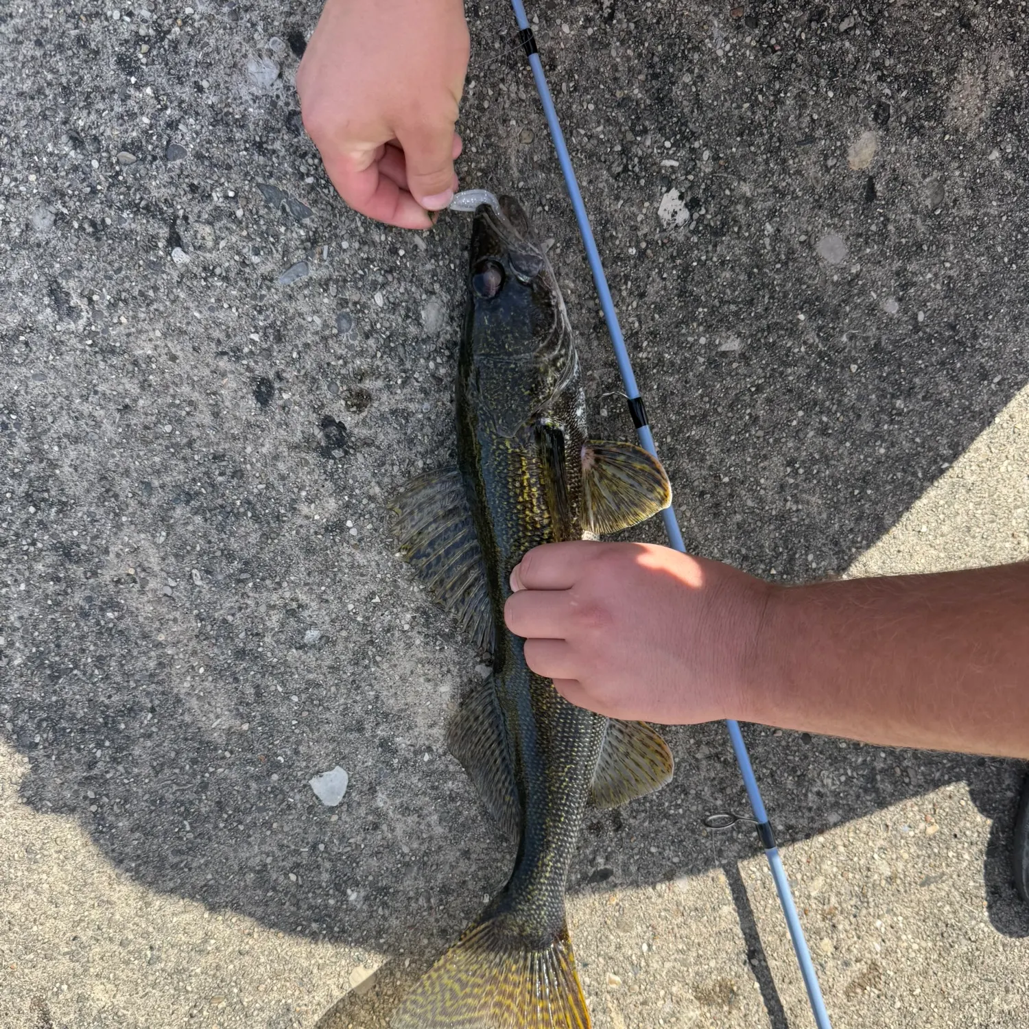 The most recent Saugeye catches on Fishbrain