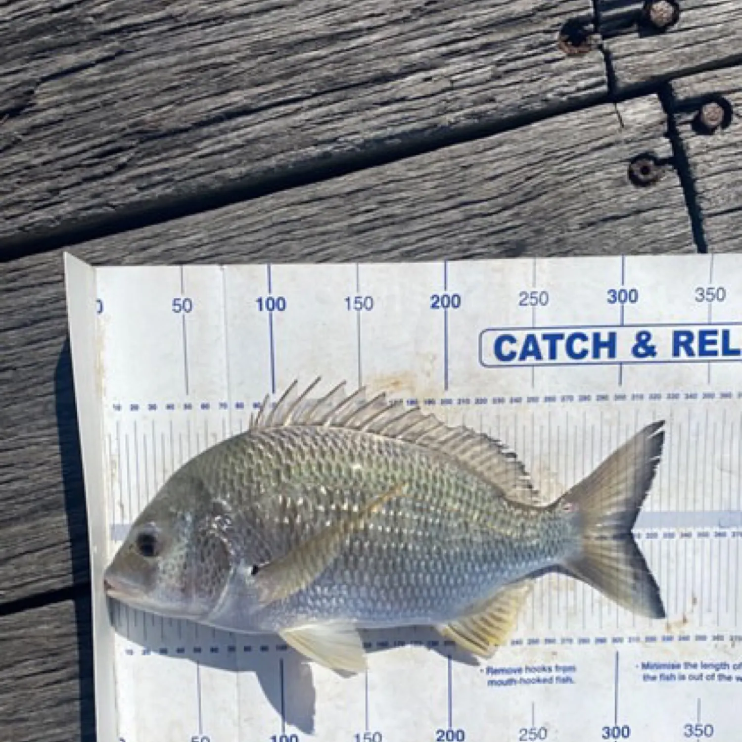 recently logged catches
