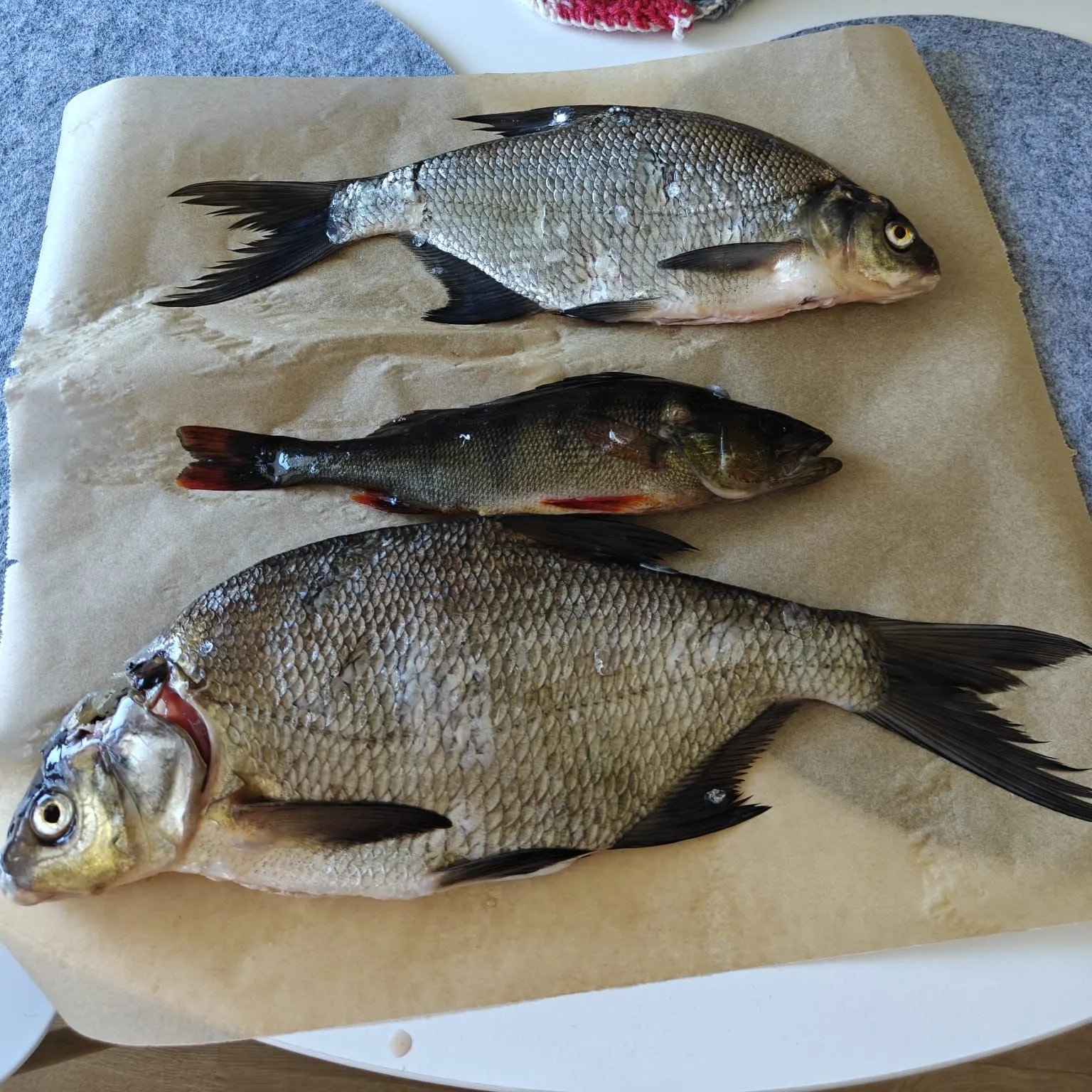 European perch caught on Fishbrain