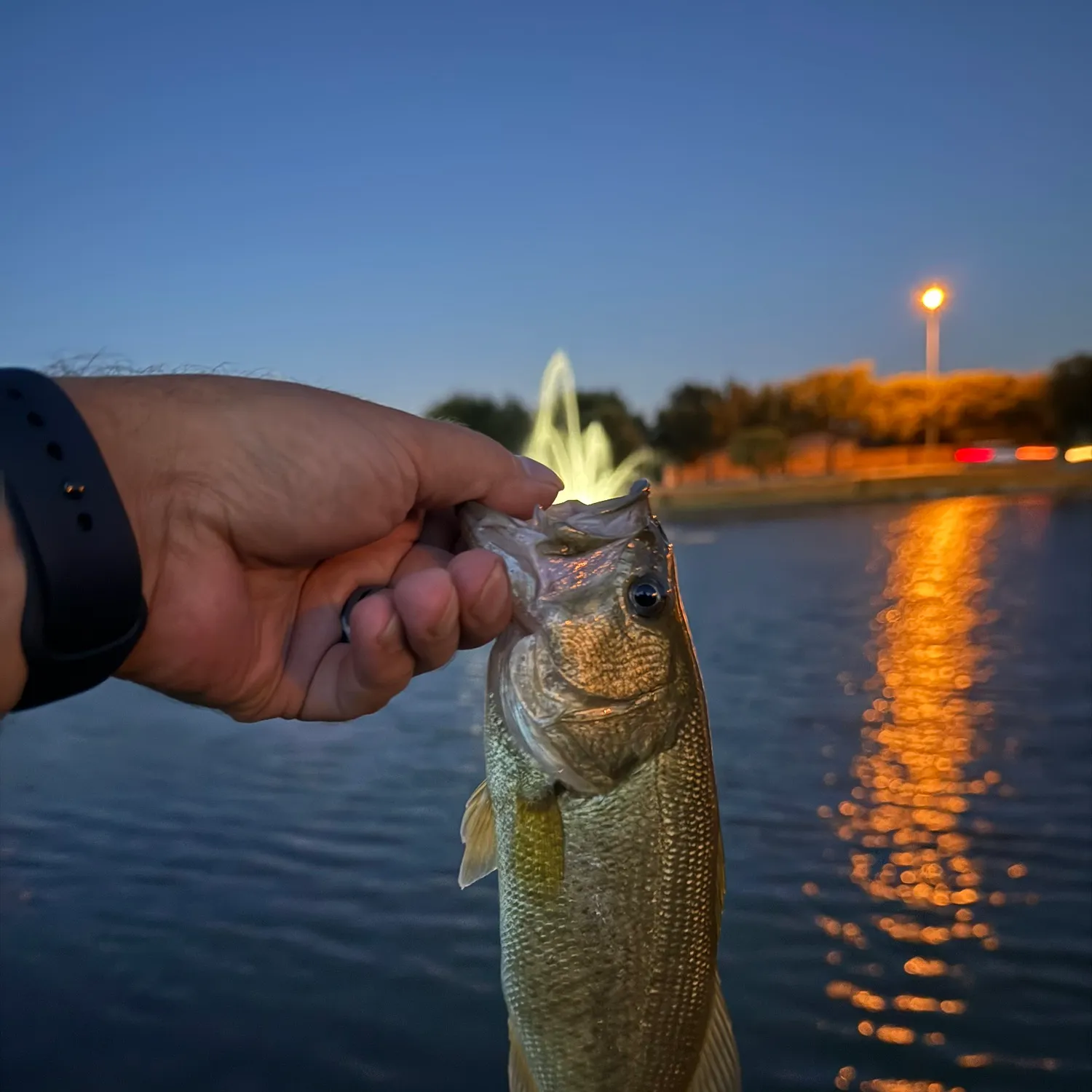 catch