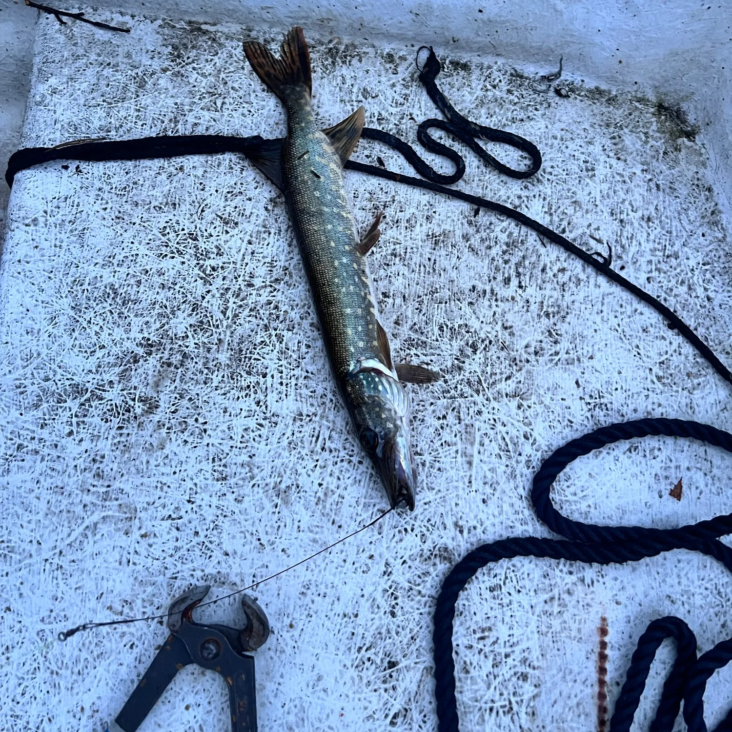 Northern pike caught on Fishbrain