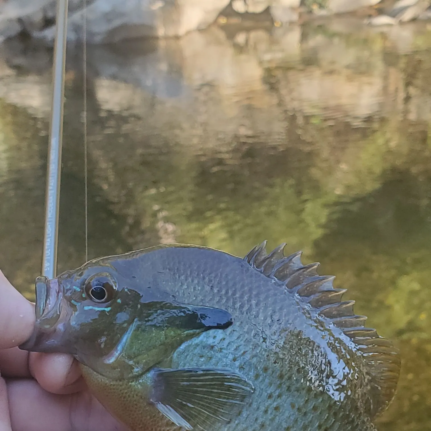 Redbreast sunfish caught on Fishbrain