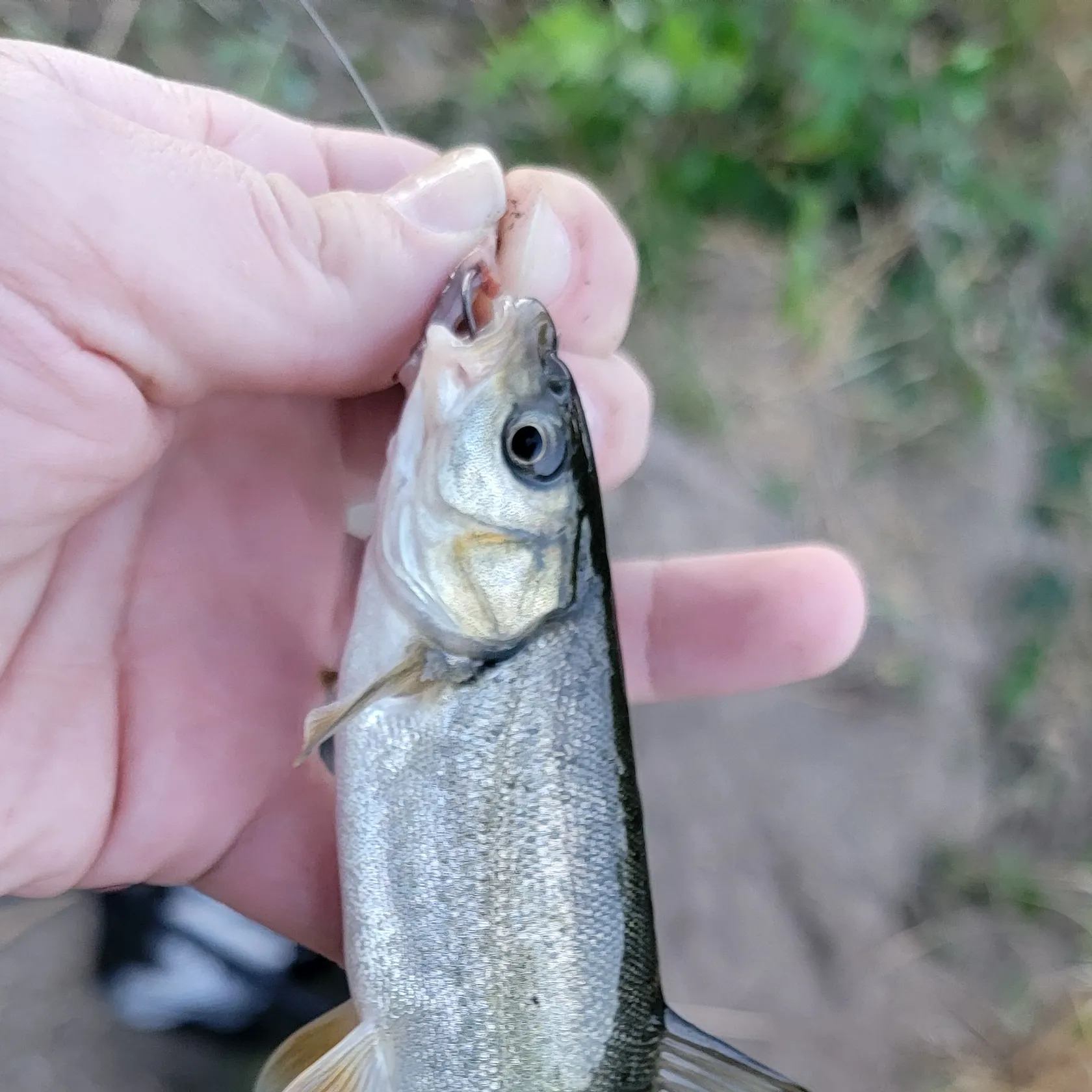 The most recent Chiselmouth catches on Fishbrain