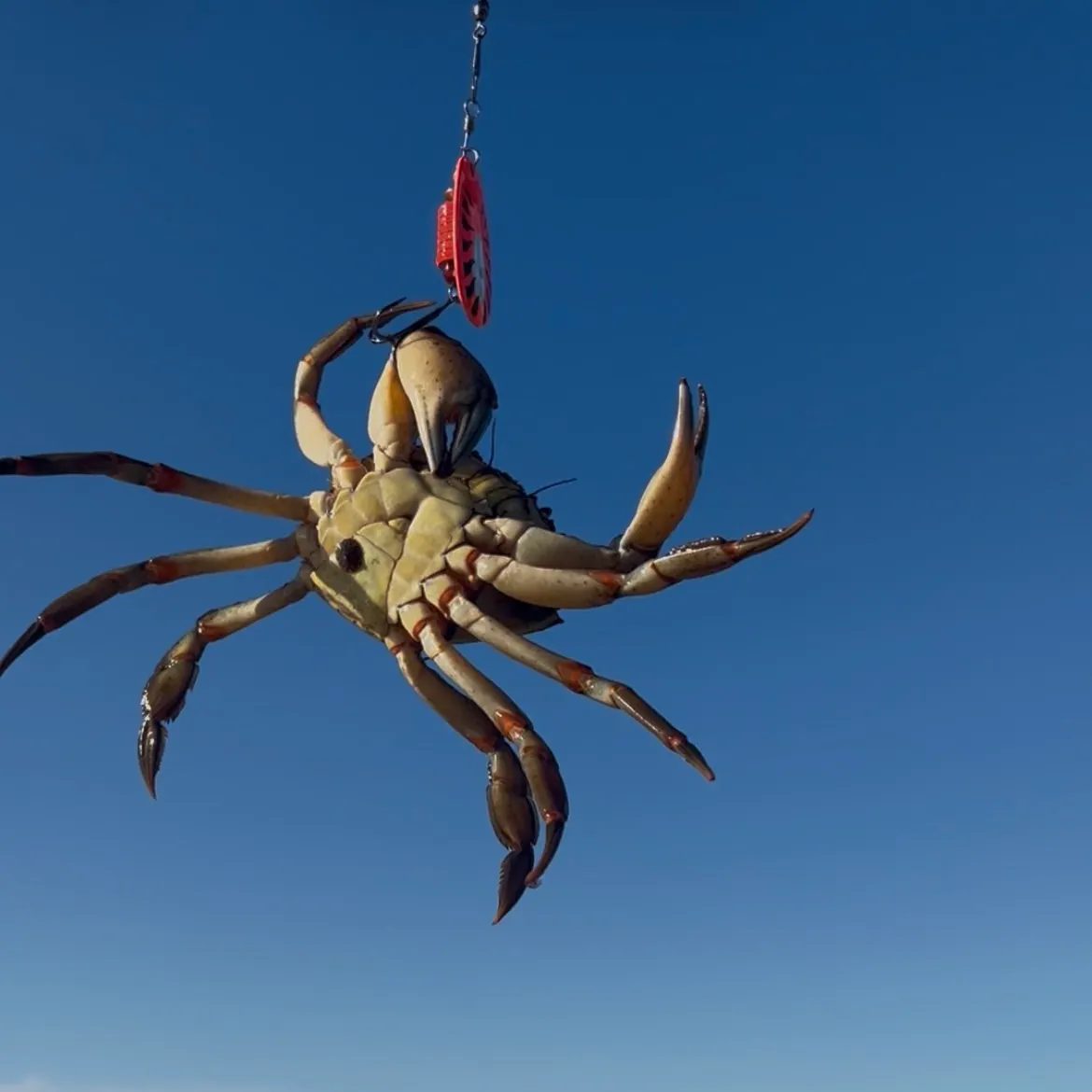 The most recent Green crab catches on Fishbrain