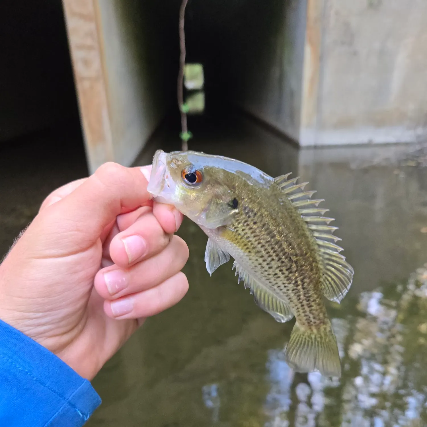 The most recent Rock bass catches on Fishbrain
