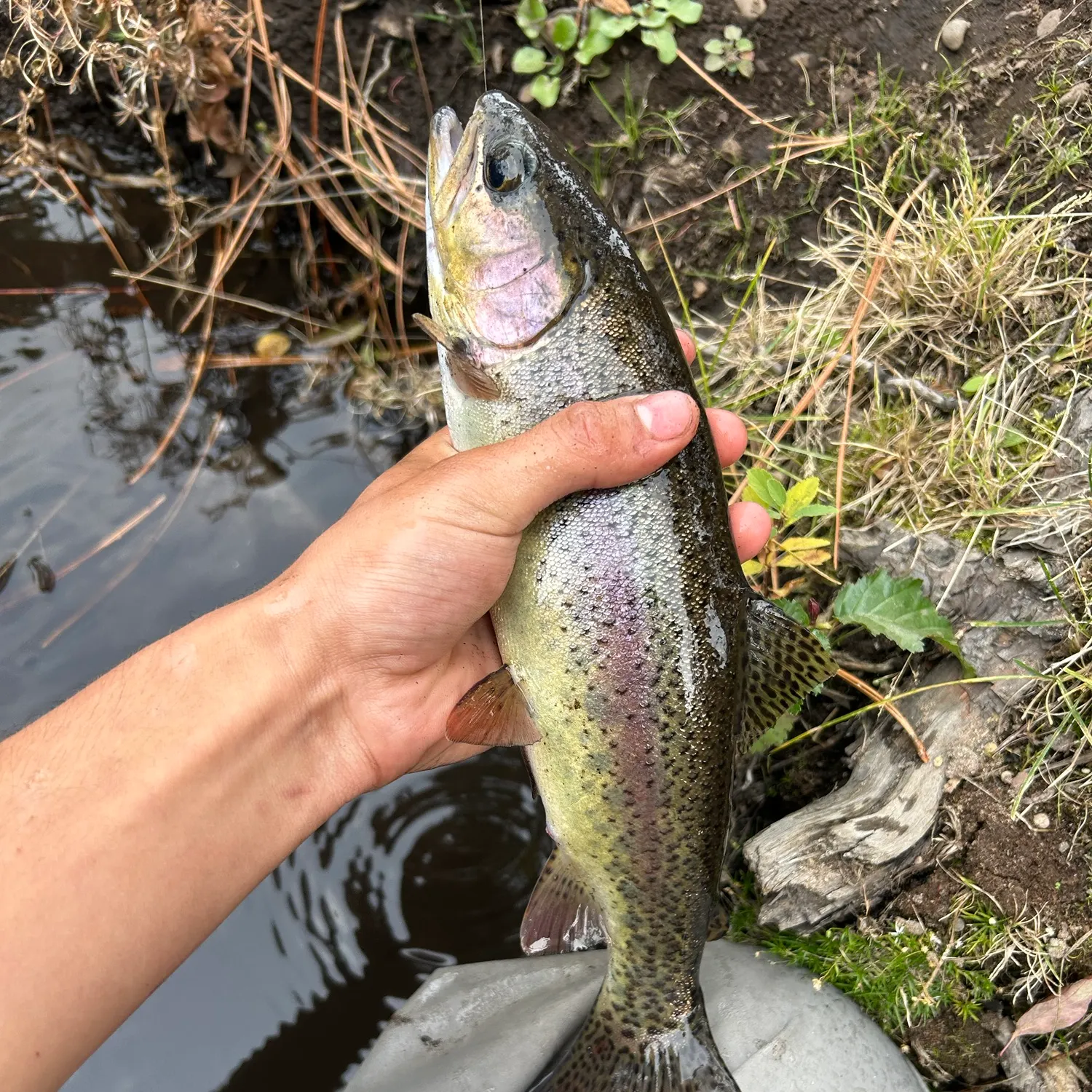 Rainbow trout caught on Fishbrain