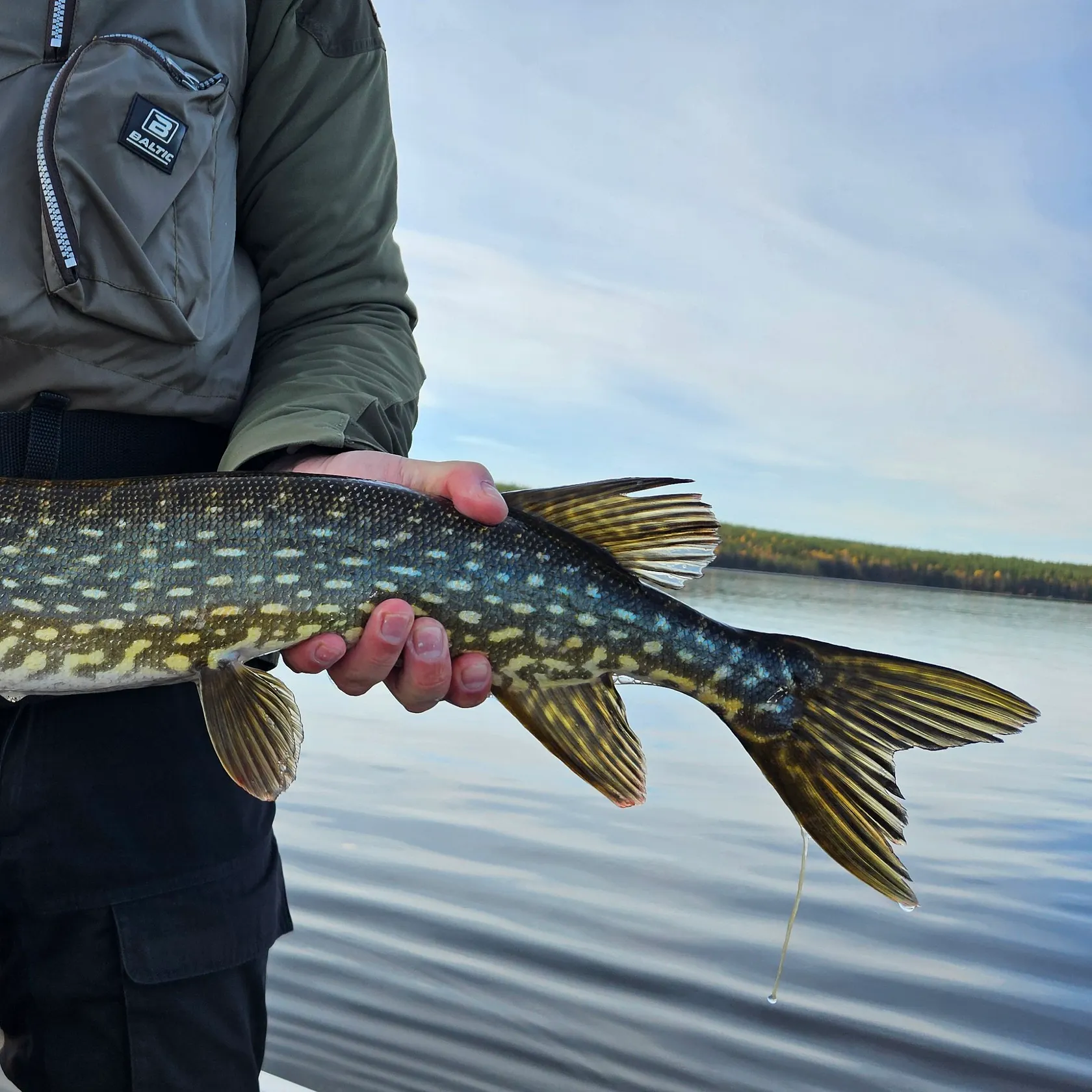 Northern pike caught on Fishbrain