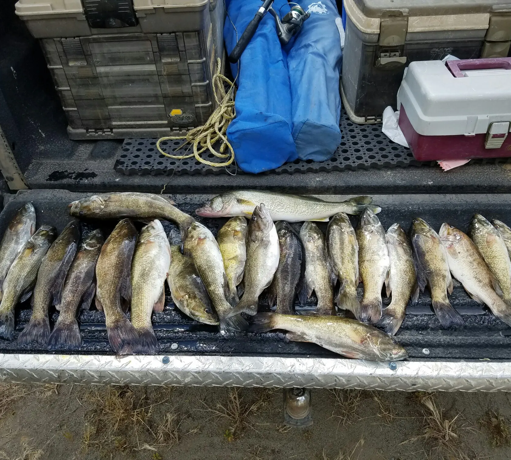 recently logged catches