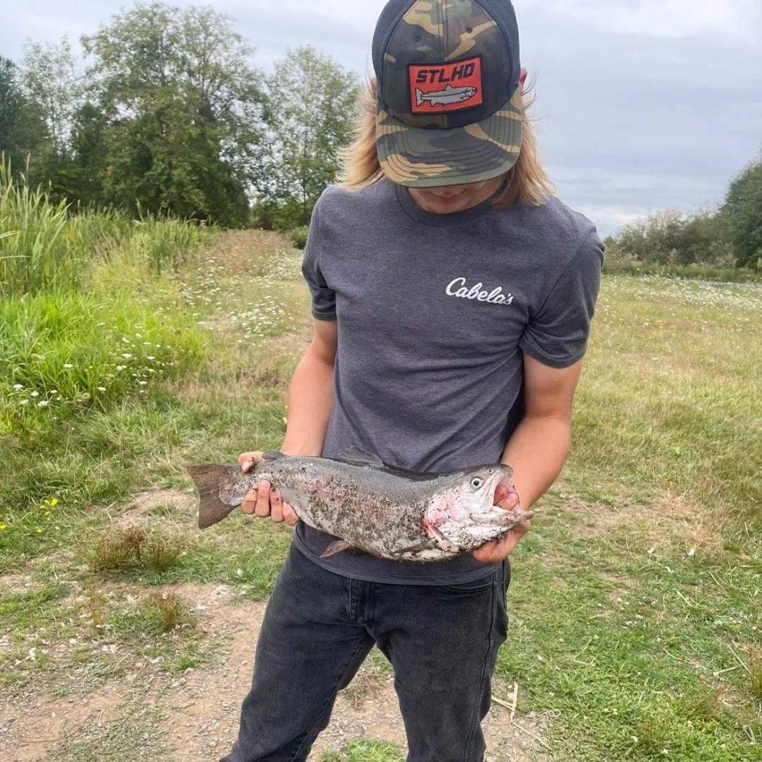 Rainbow trout caught on Fishbrain