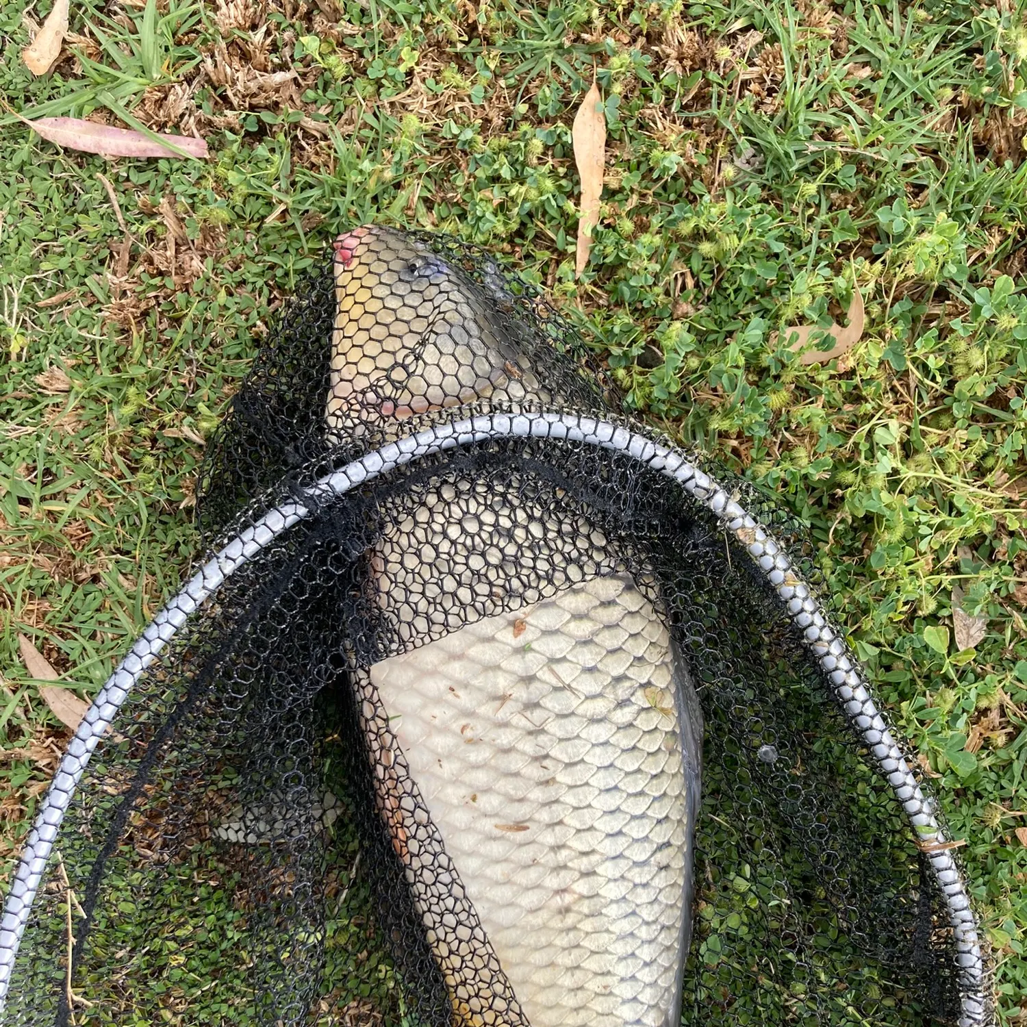 Common carp caught on Fishbrain
