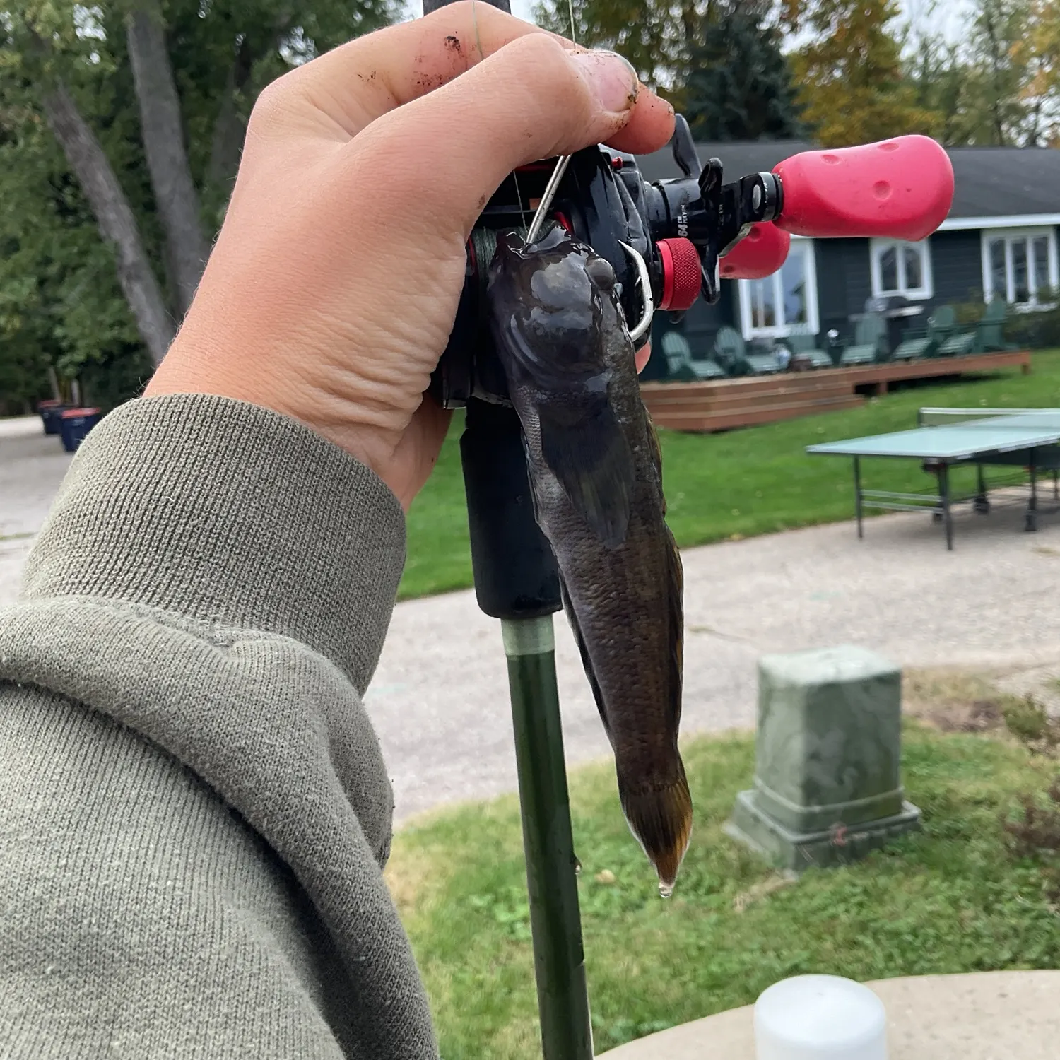 Round goby caught on Fishbrain