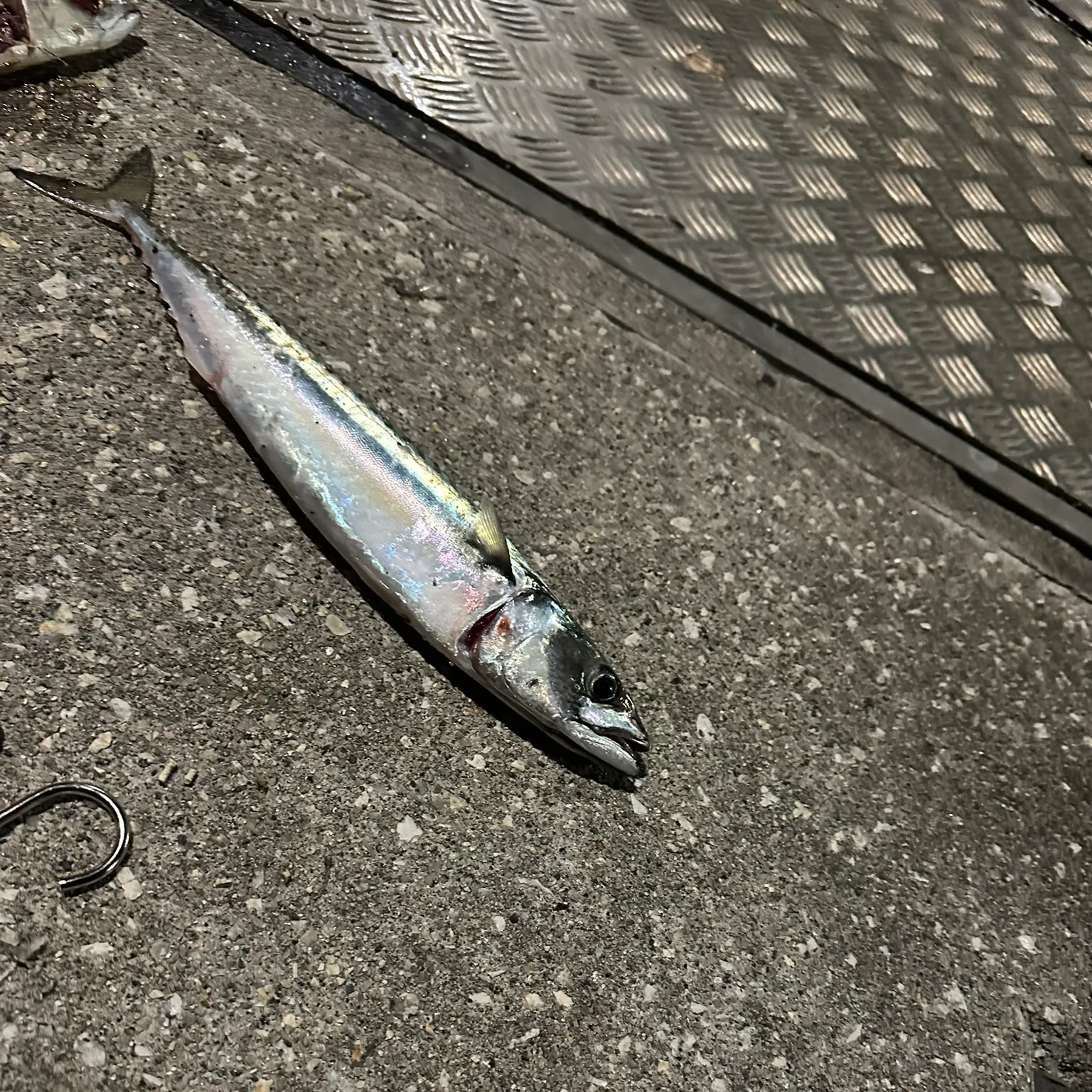 The most recent Atlantic mackerel catches on Fishbrain