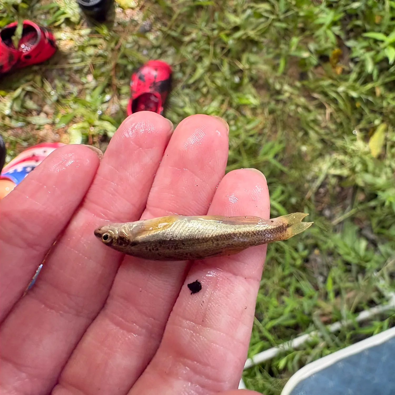 The most recent Eastern blacknose dace catches on Fishbrain