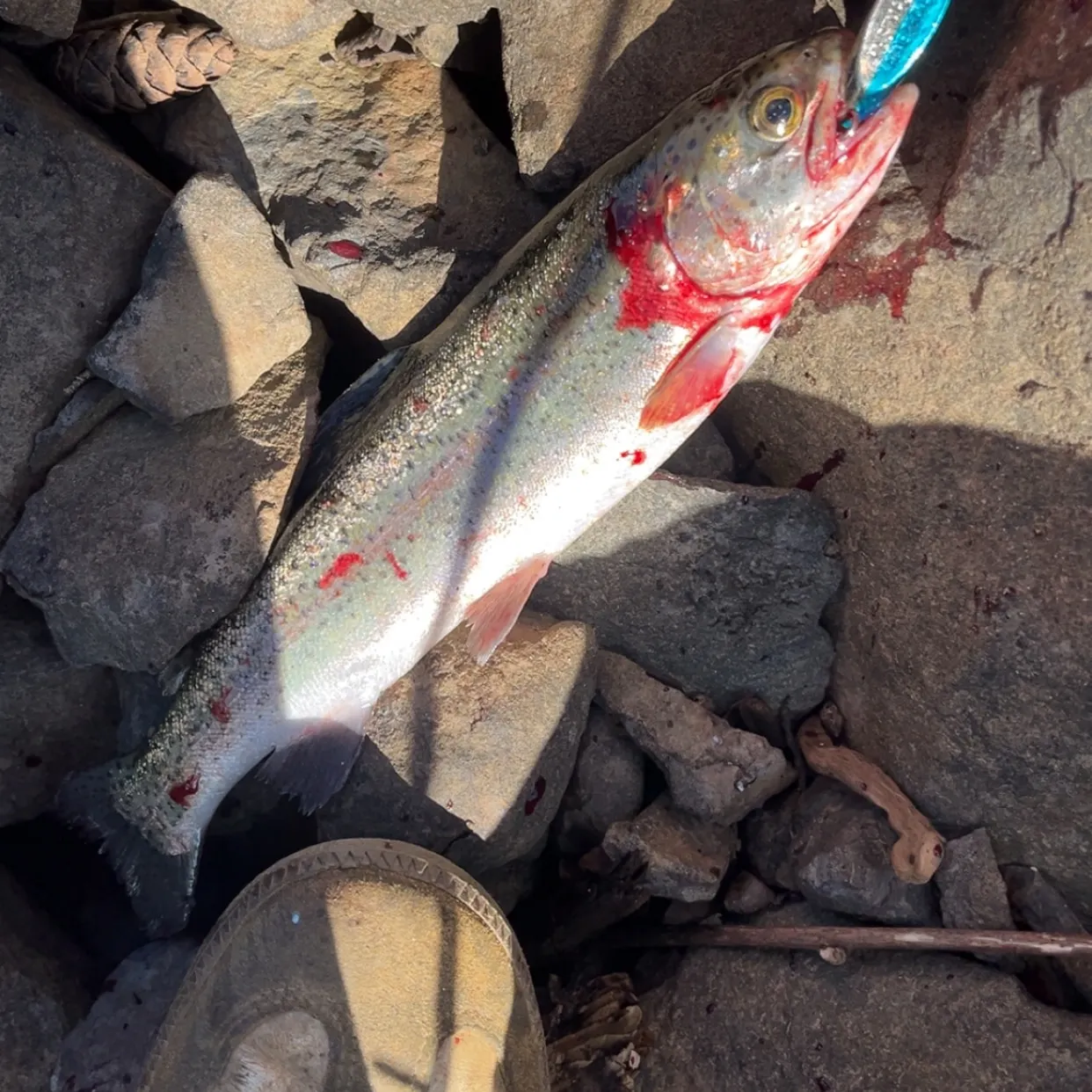 Rainbow trout caught on Fishbrain