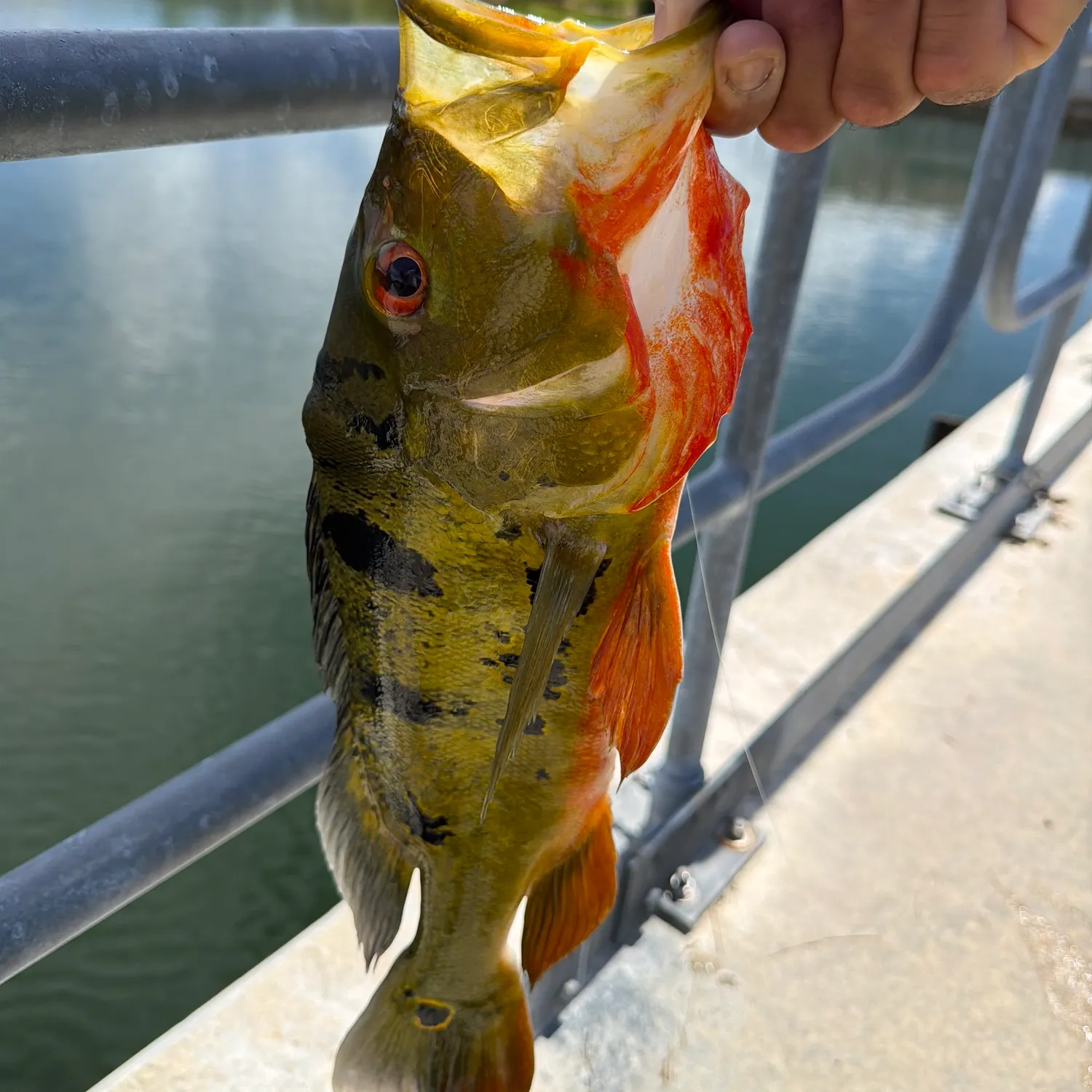 Butterfly peacock bass caught on Fishbrain