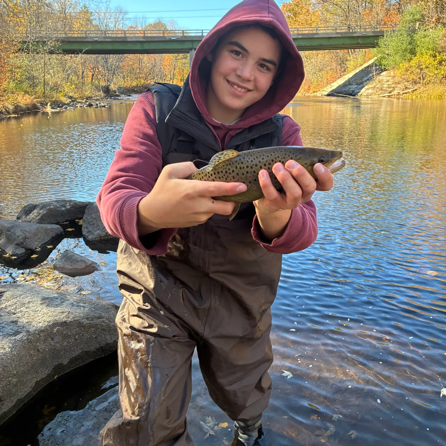 Brown trout caught on Fishbrain