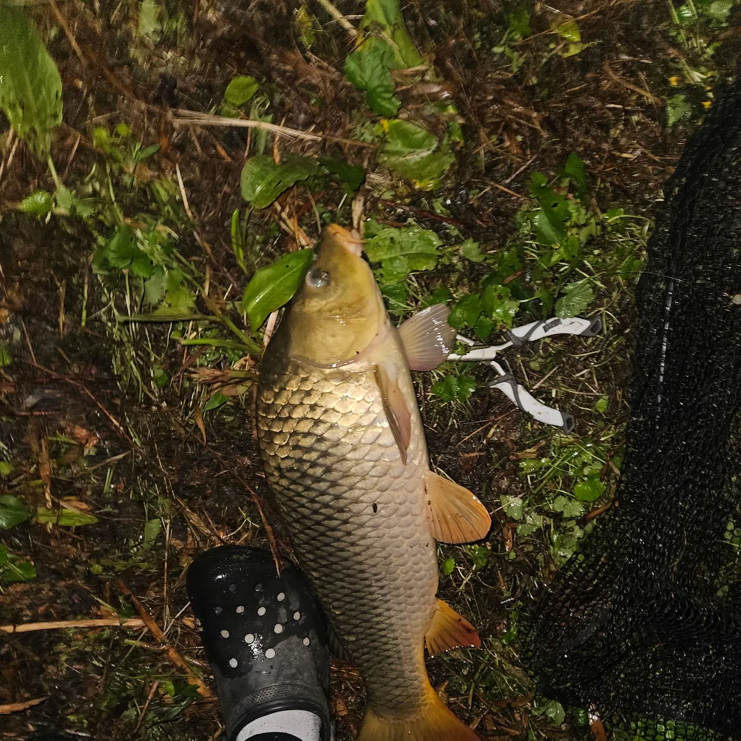 Common carp caught on Fishbrain