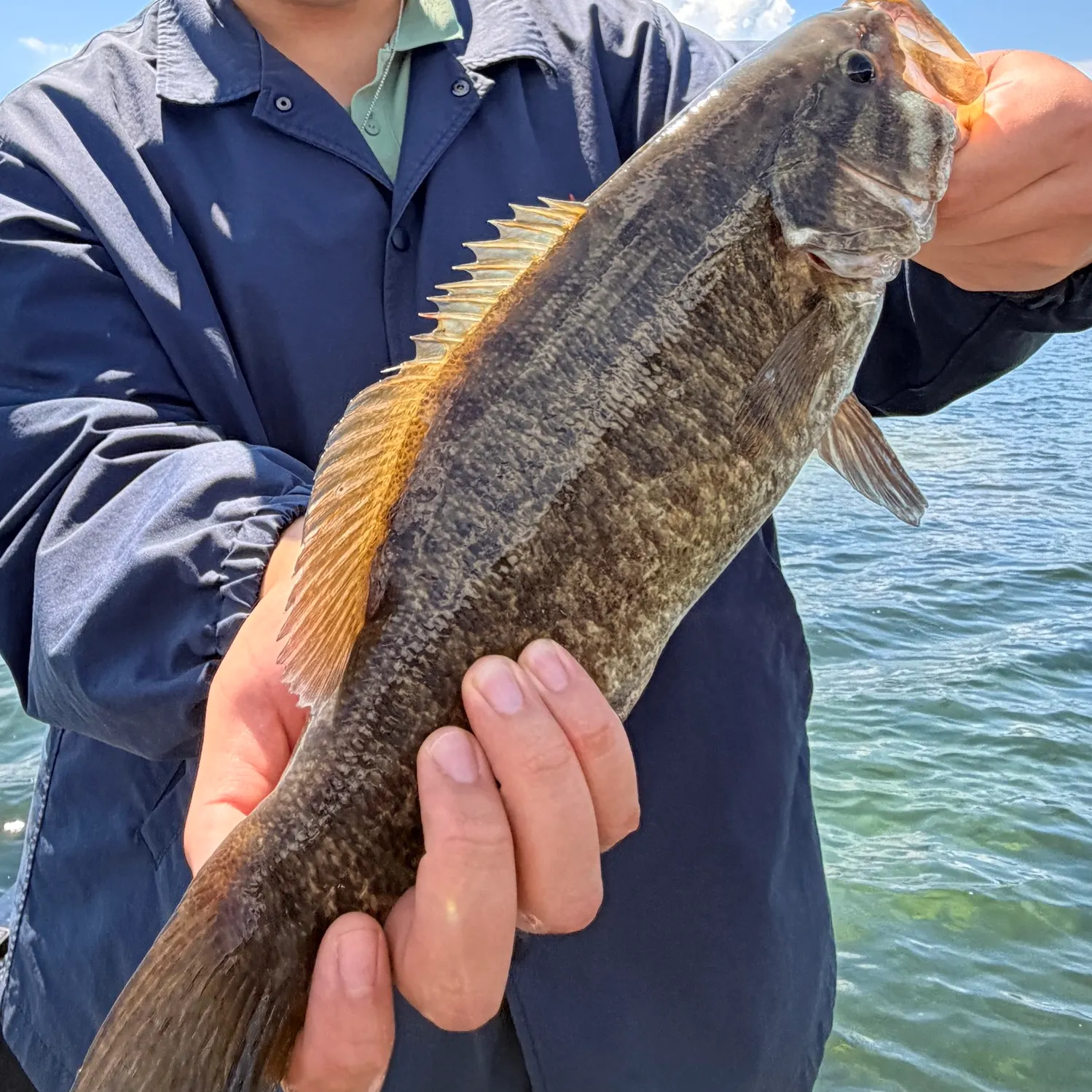 Smallmouth bass caught on Fishbrain