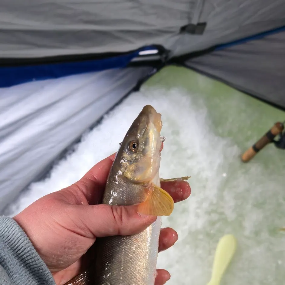 The most recent Longnose sucker catches on Fishbrain