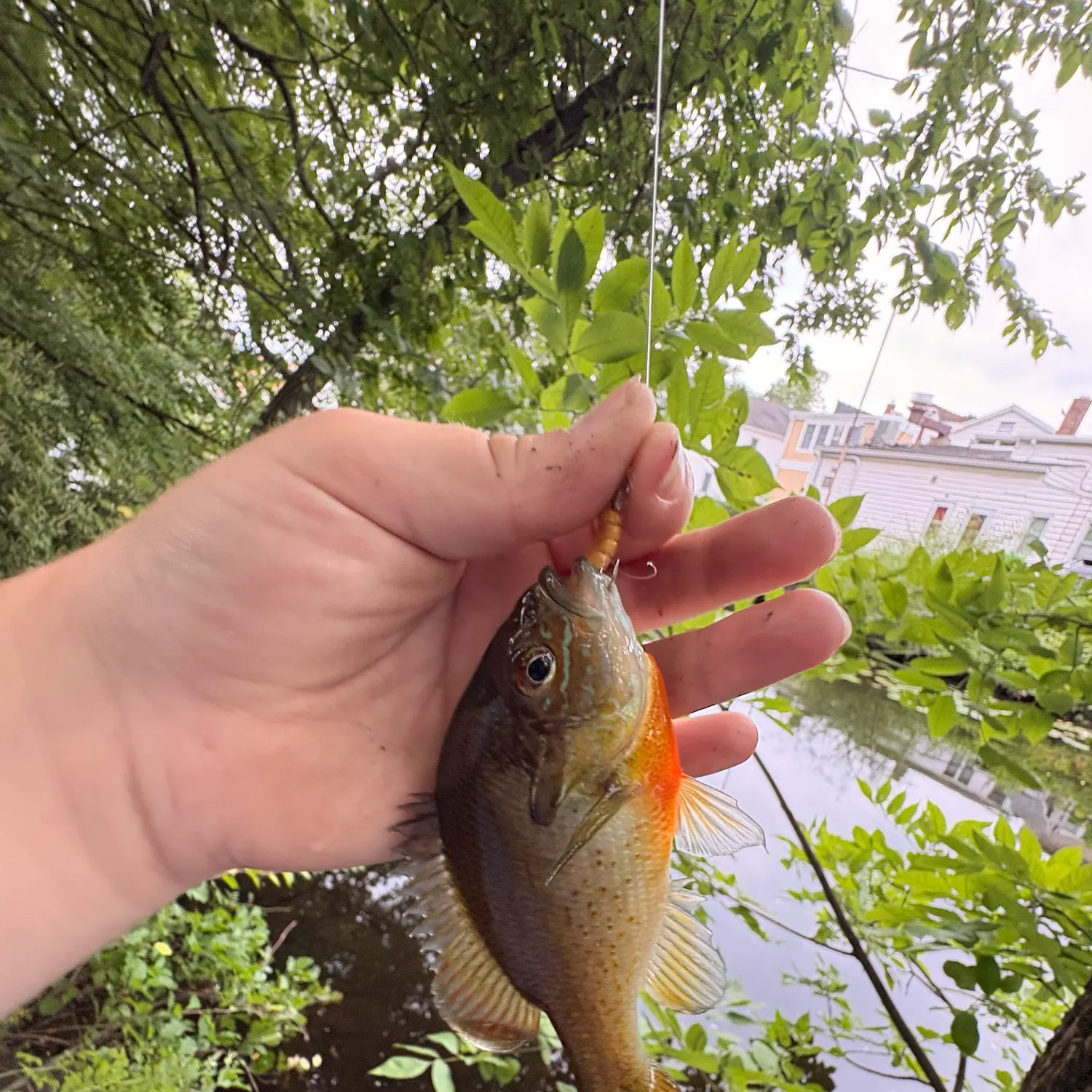 catch