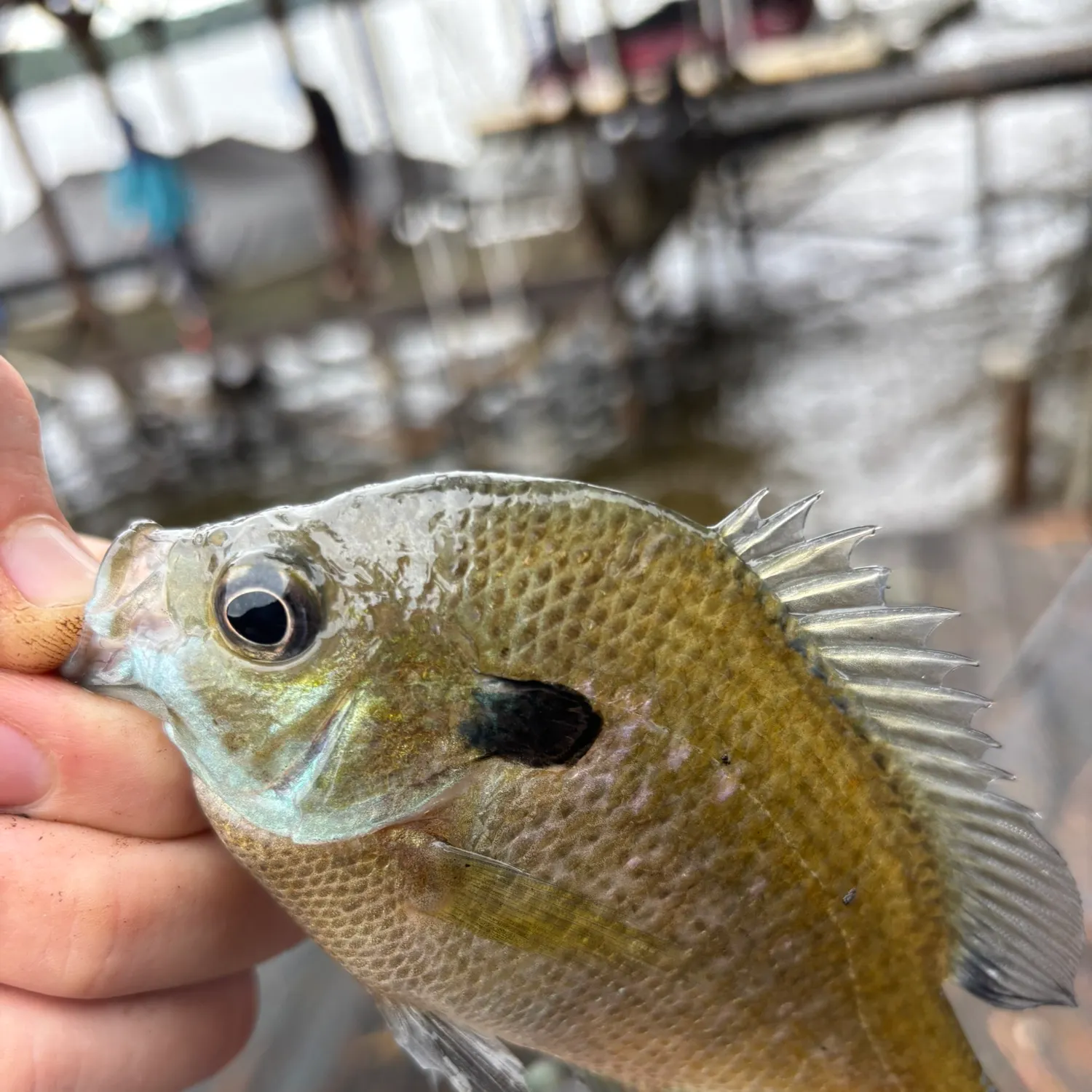Redbreast sunfish caught on Fishbrain