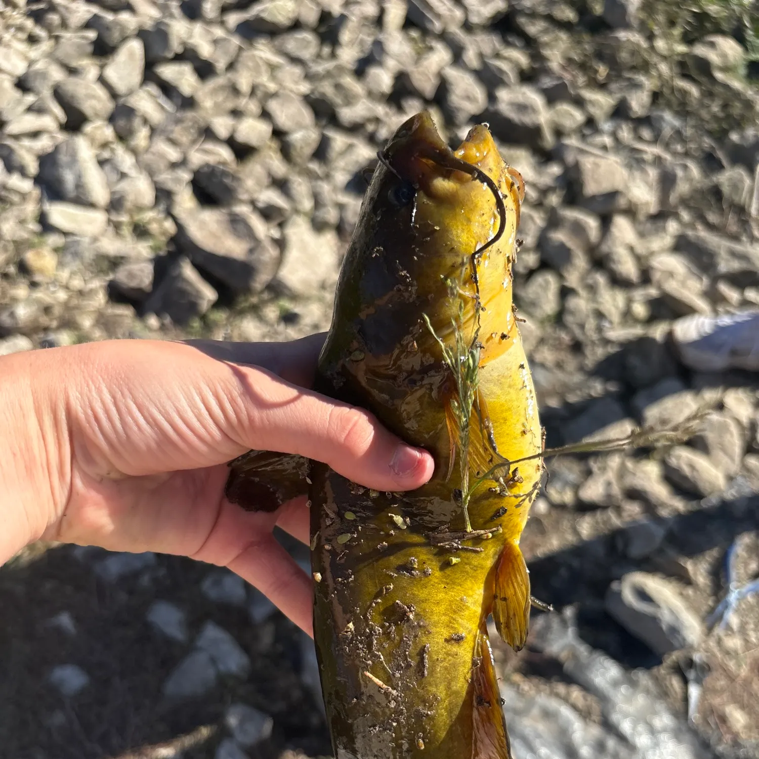 Yellow bullhead caught on Fishbrain