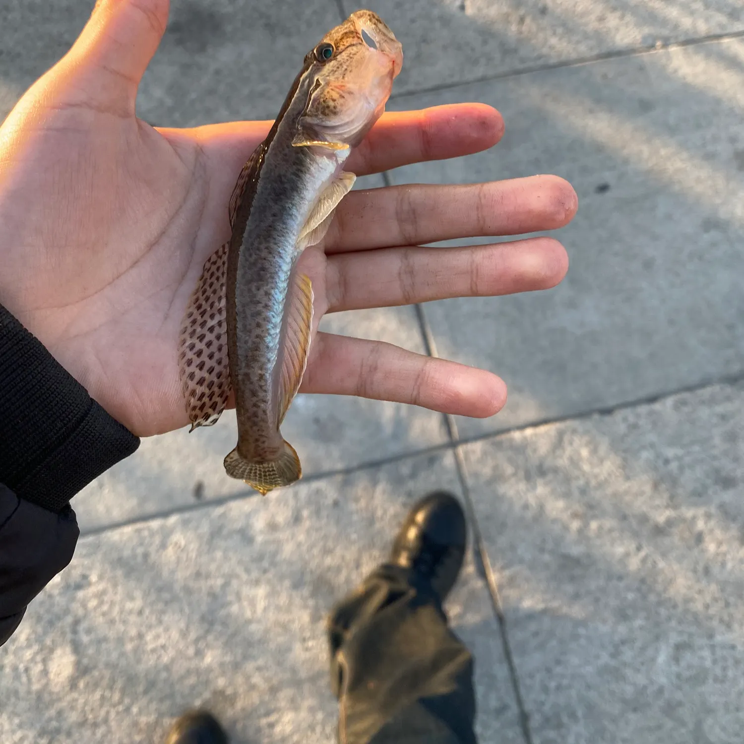 The most recent Offshore lizardfish catches on Fishbrain