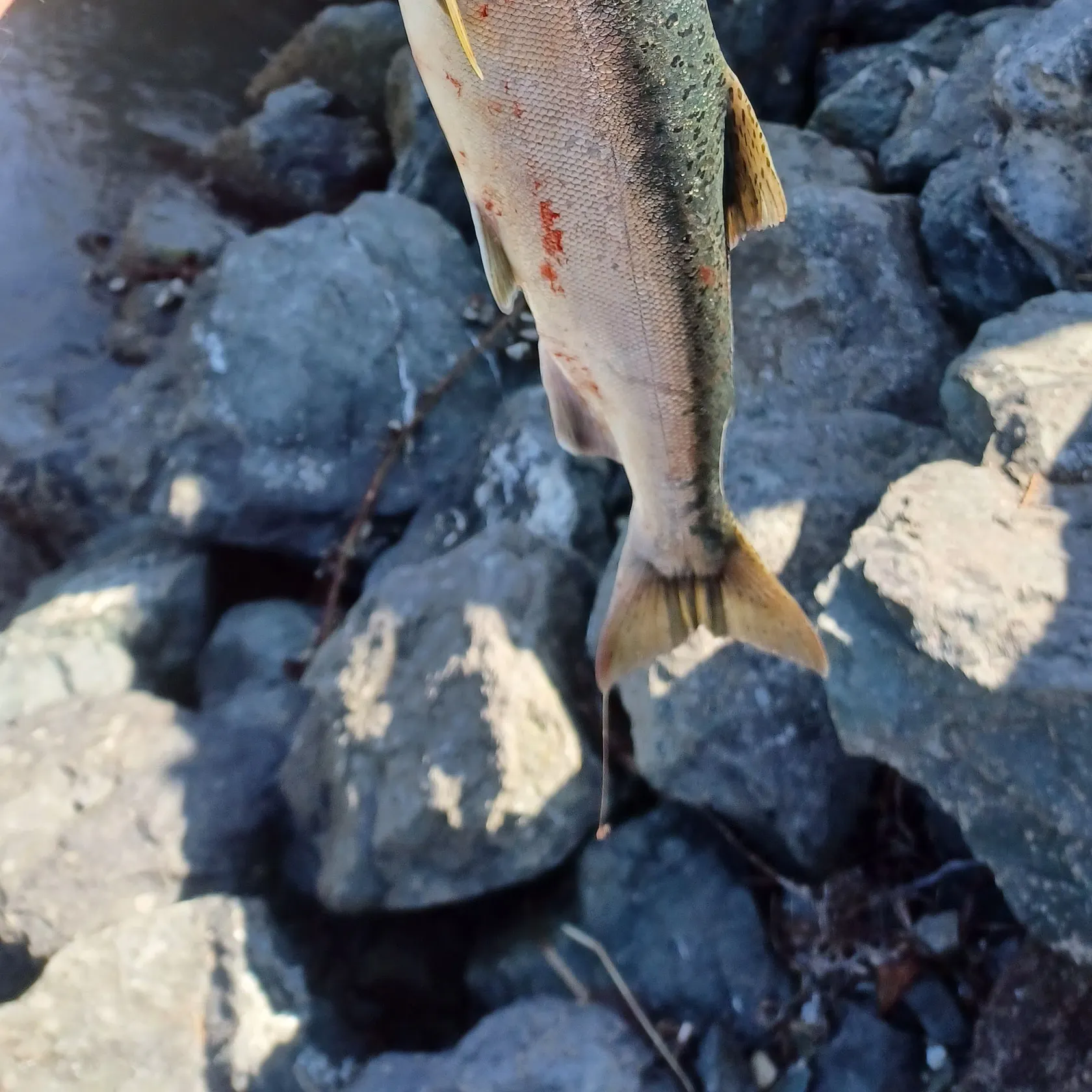 Coho salmon caught on Fishbrain