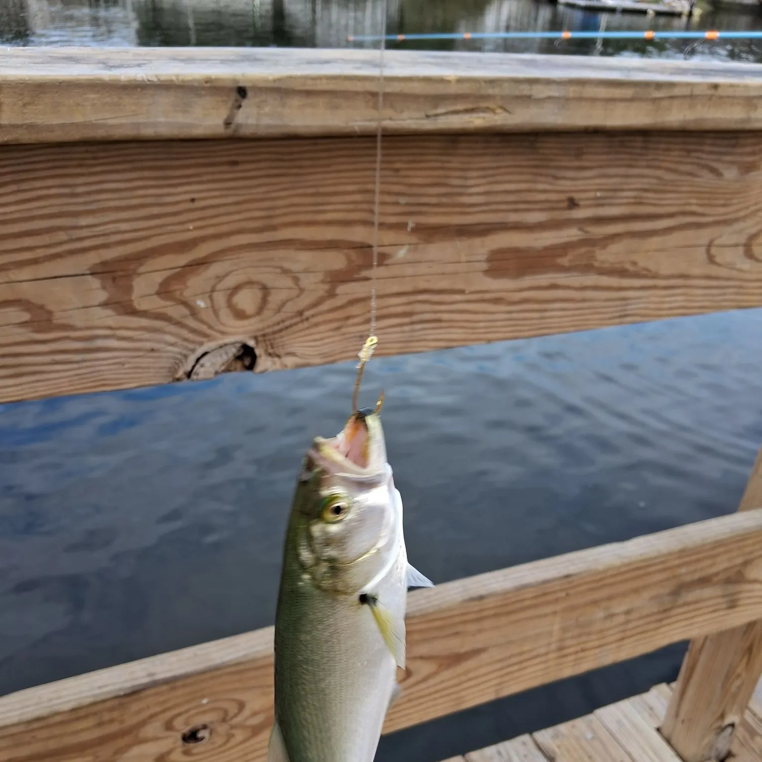 Bluefish caught on Fishbrain