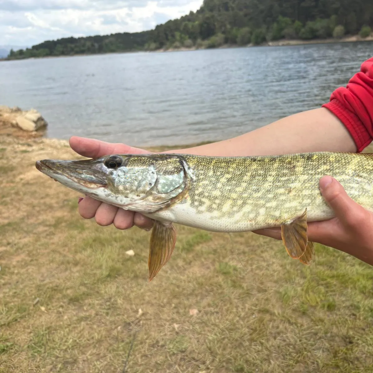 Northern pike caught on Fishbrain