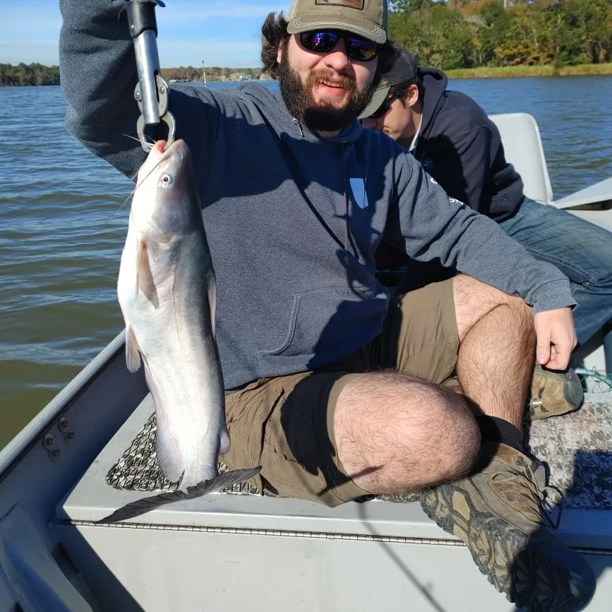 The most recent Blue catfish catches on Fishbrain