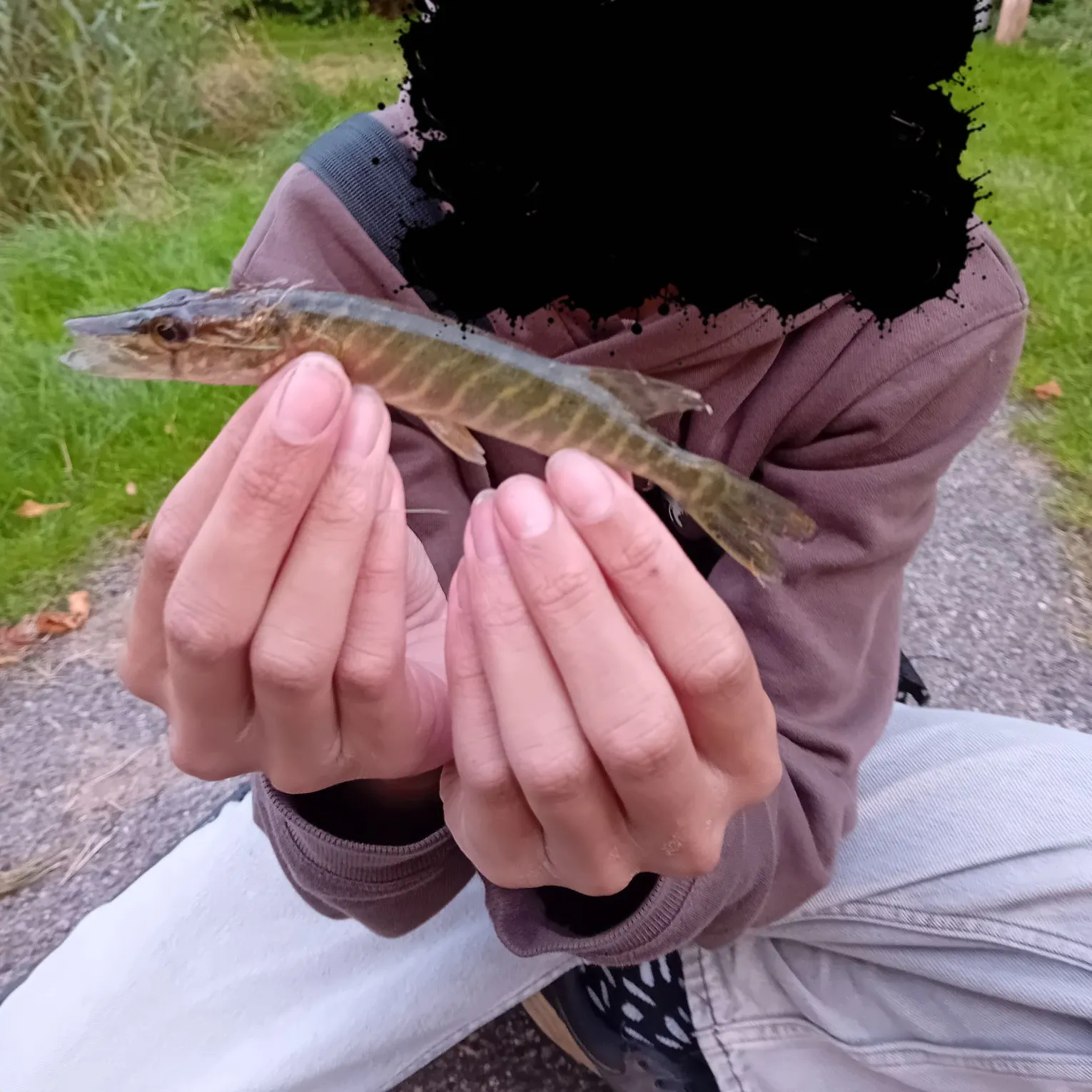 Northern pike caught on Fishbrain
