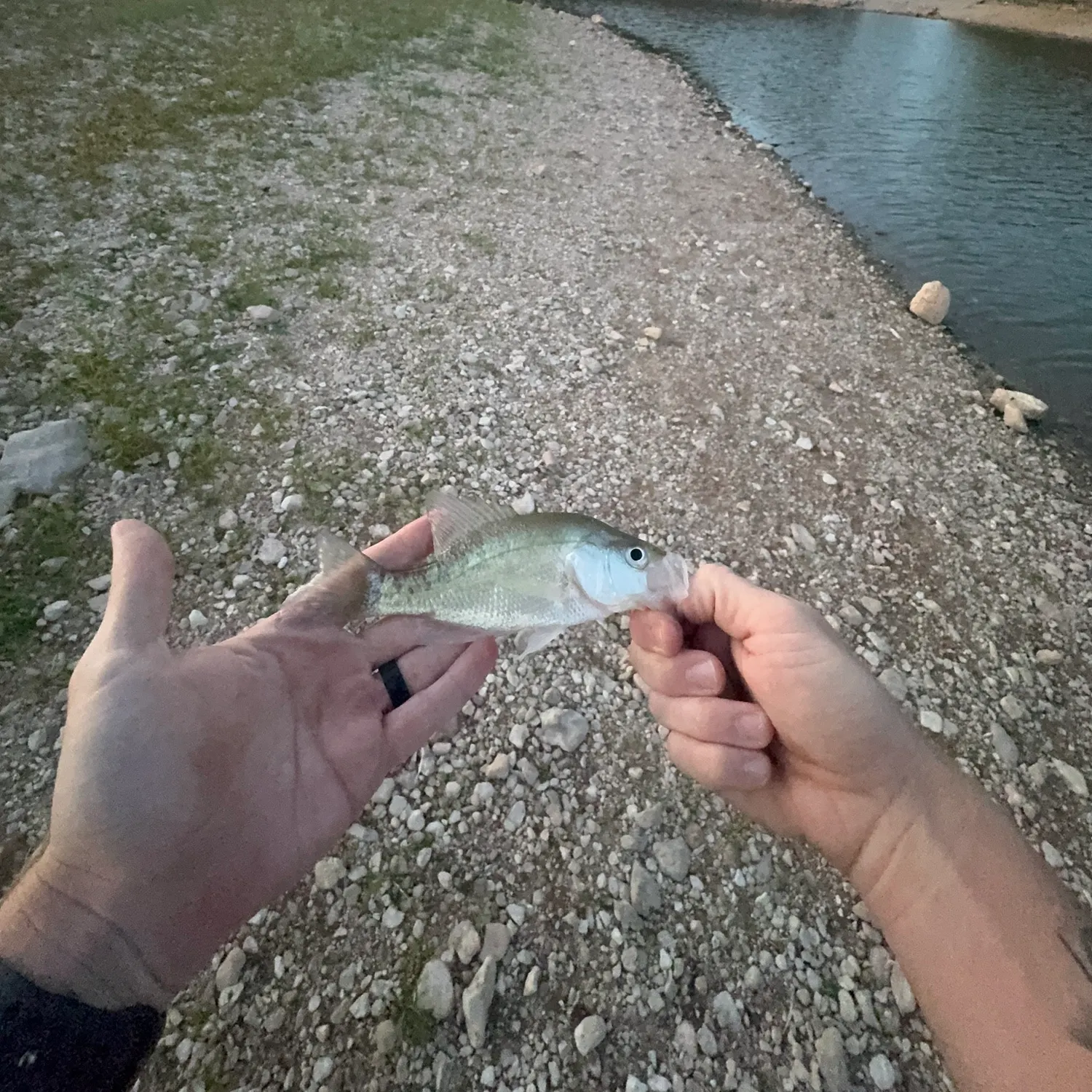 White crappie caught on Fishbrain