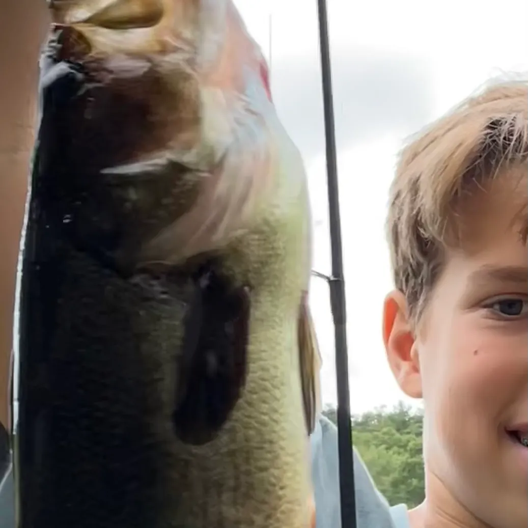 Largemouth bass caught on Fishbrain