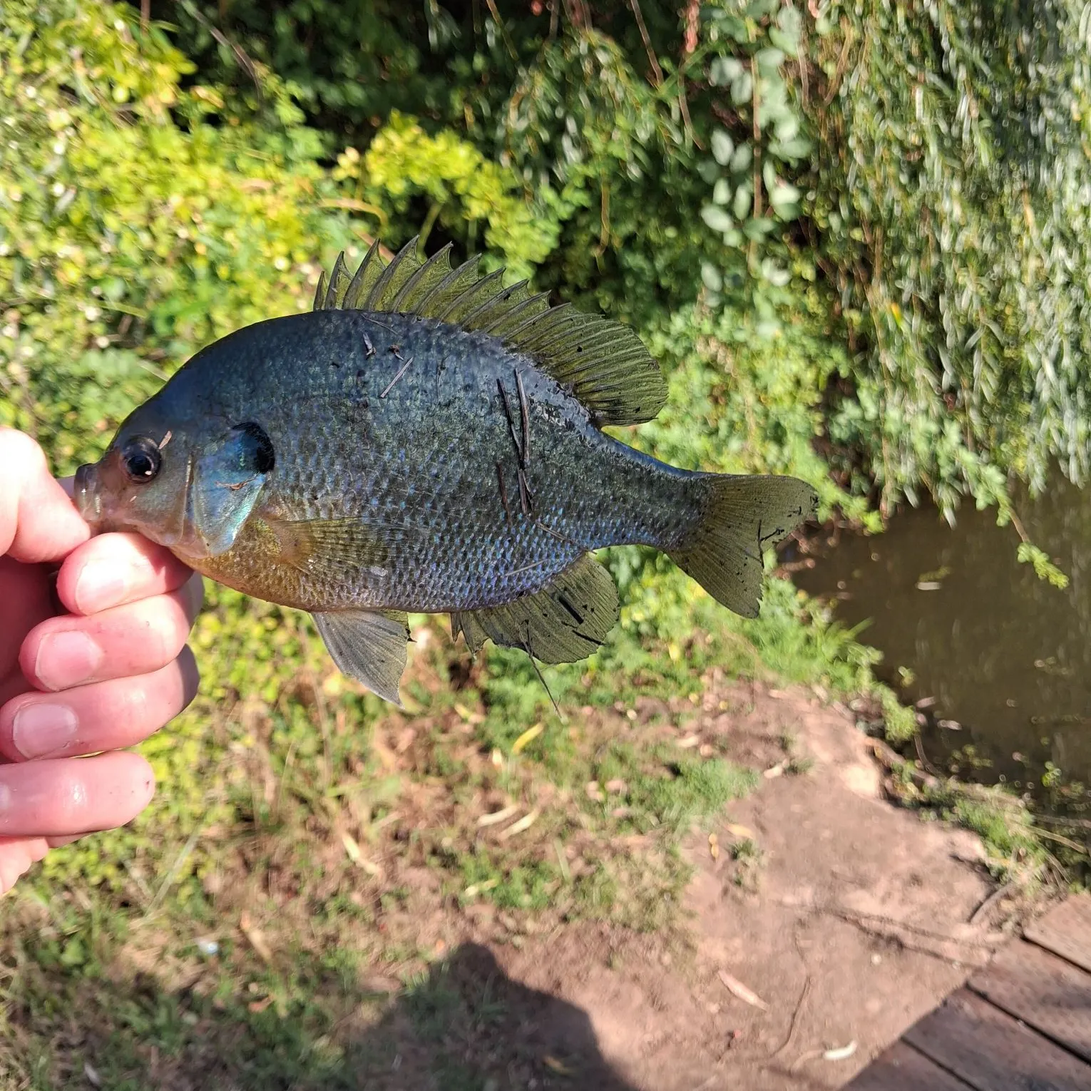 catch
