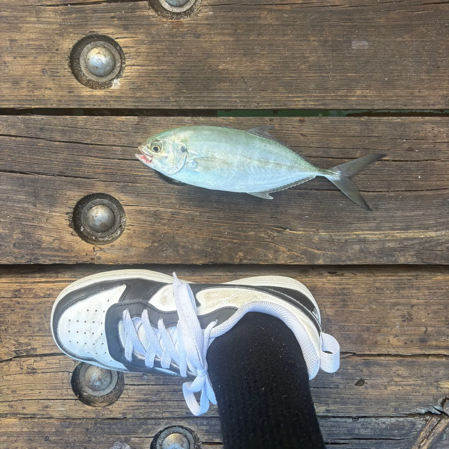 Blue runner caught on Fishbrain