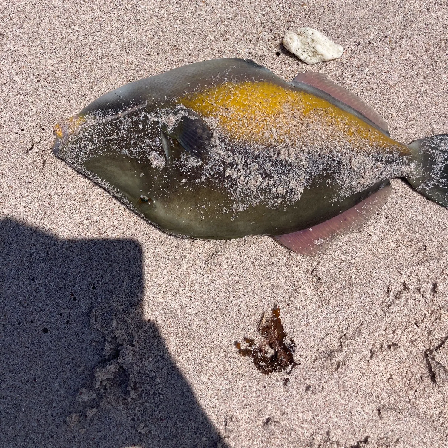The most recent Halfmoon triggerfish catches on Fishbrain