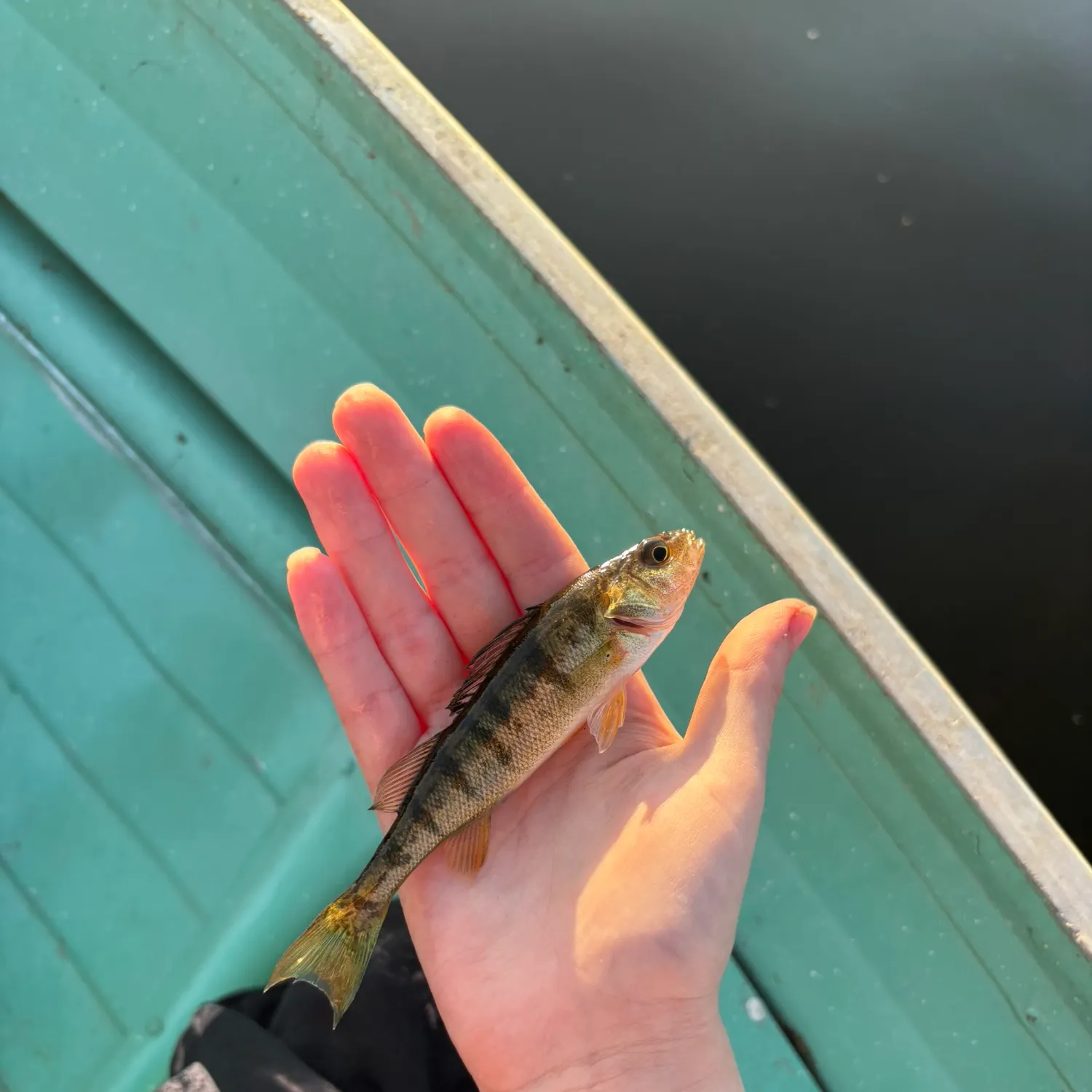 The most recent Common logperch catches on Fishbrain