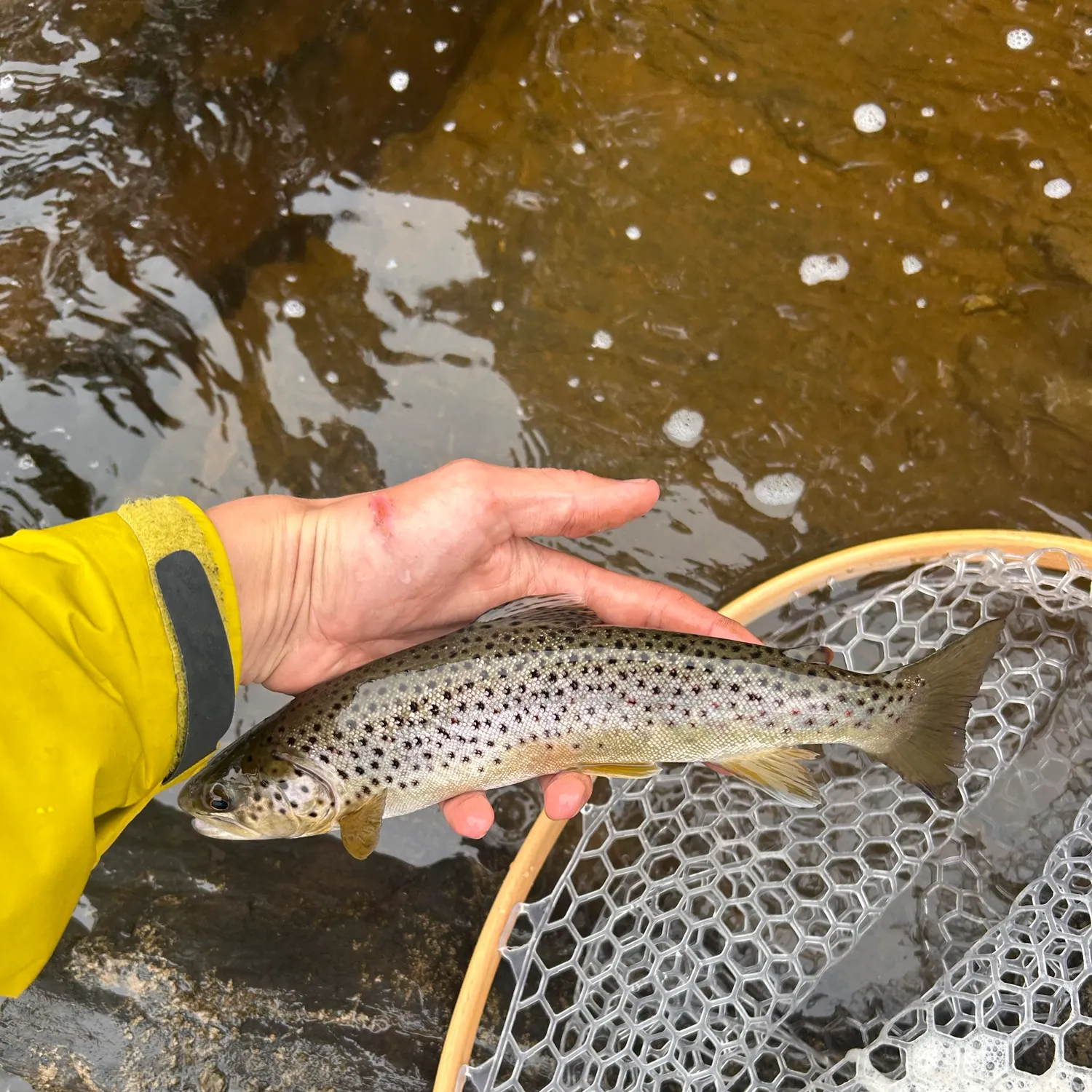 Brown trout caught on Fishbrain