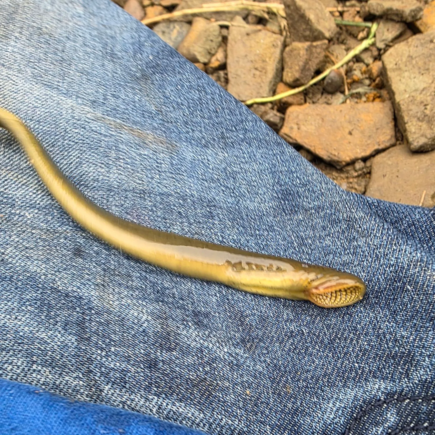 The most recent Chestnut lamprey catches on Fishbrain