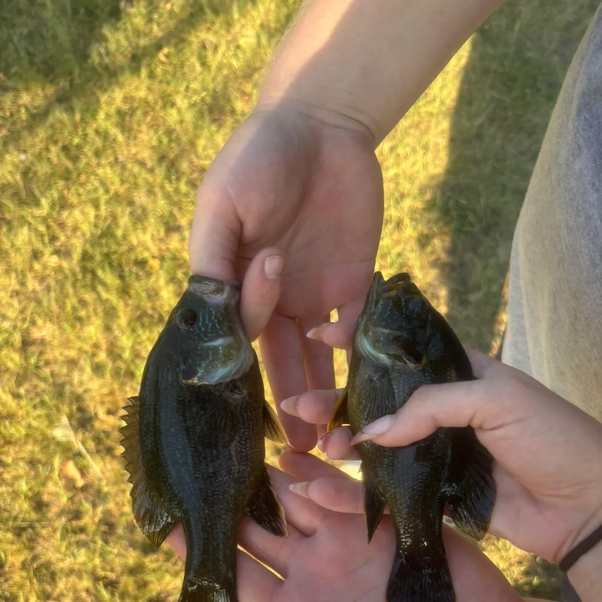Green sunfish caught on Fishbrain